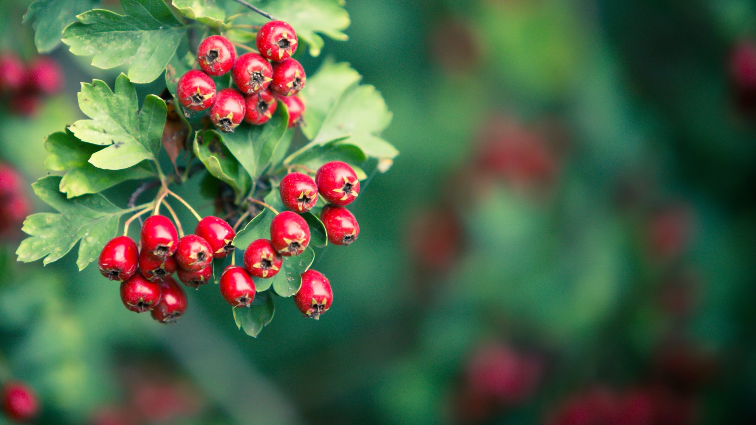 Hawthorn Berry Nature, Weidorn Heilpflanze, Herz Und Kreislauf, 2560x1440 HD Desktop