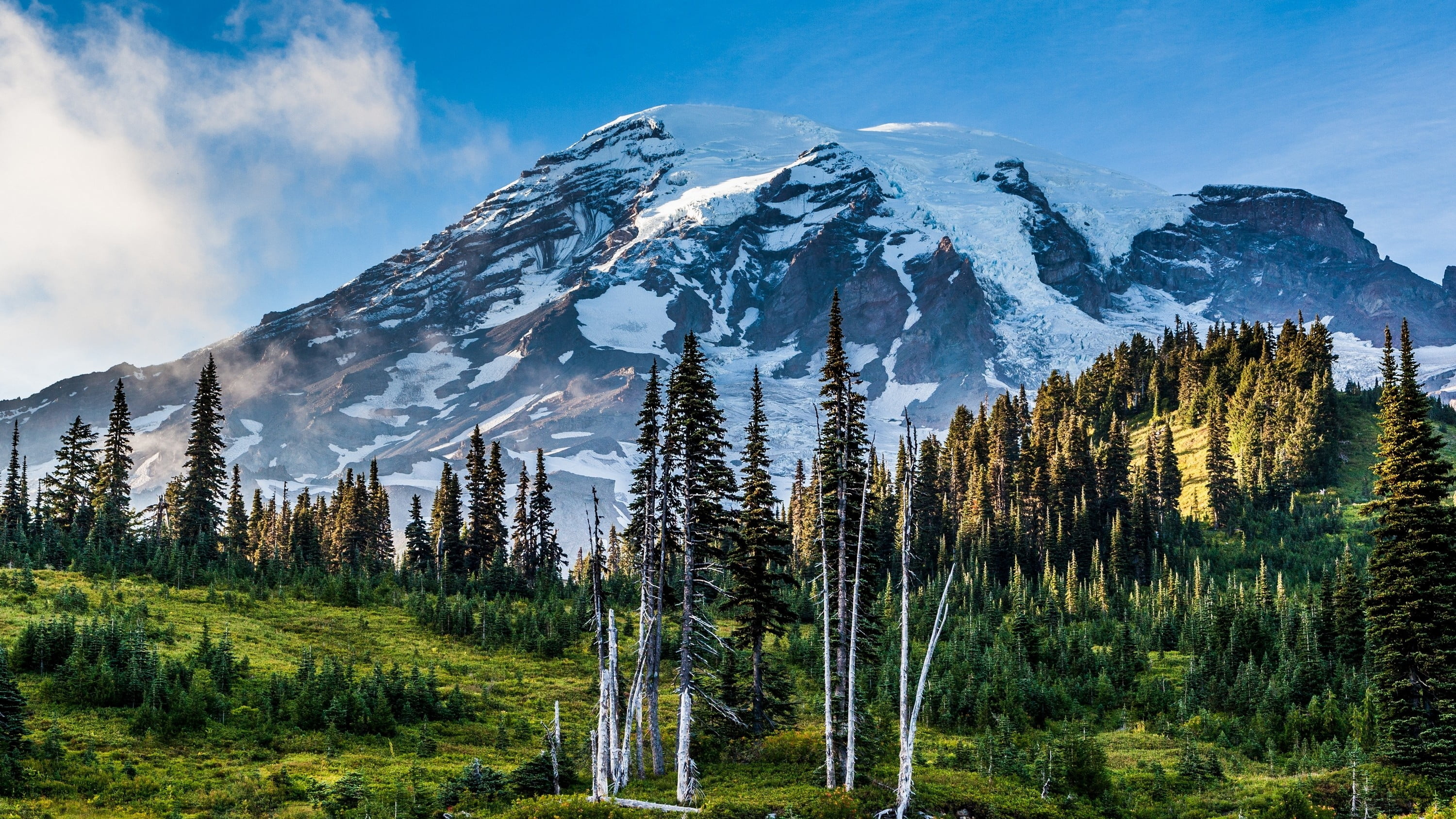 Mount Rainier National Park, Lush pine trees, Majestic landscape, Washington's beauty, 3000x1690 HD Desktop