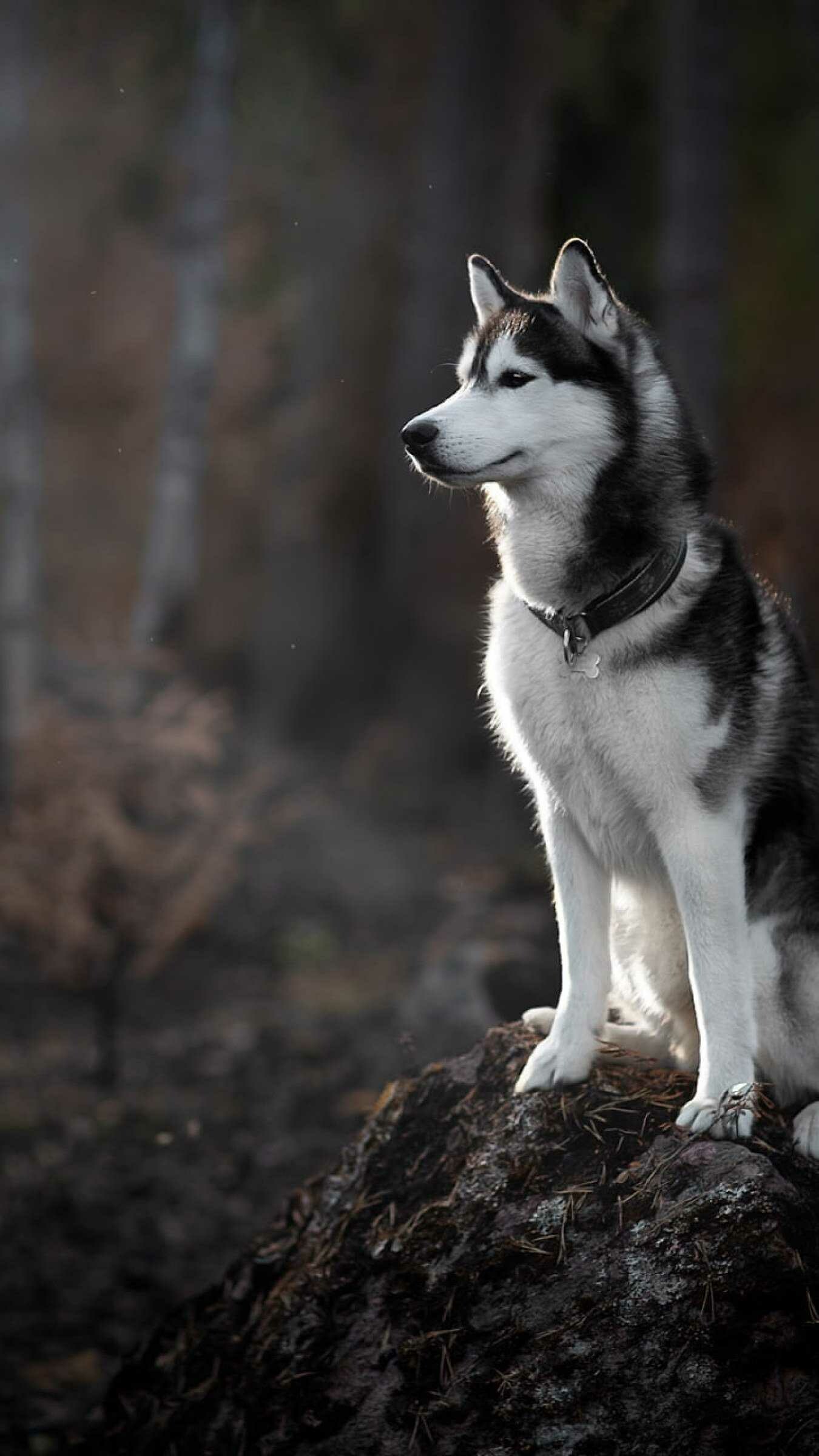 Dog: Siberian Huskies, Active, energetic, resilient breed, whose ancestors lived in the extremely cold and harsh environment of the Siberian Arctic. 1350x2400 HD Background.