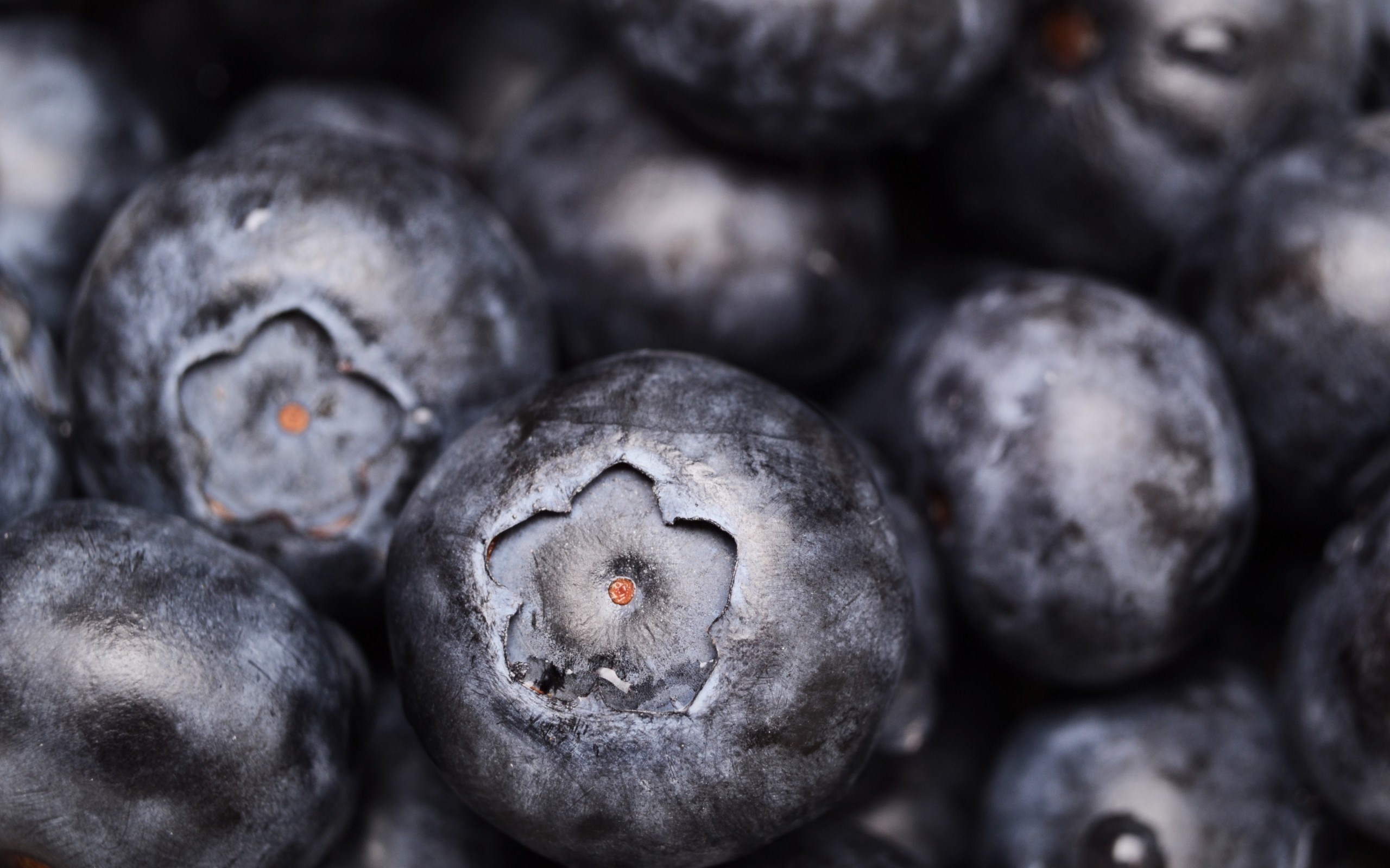 Macro blueberries, Berrylicious wallpaper, Nature's candy, Burst of flavor, 2560x1600 HD Desktop