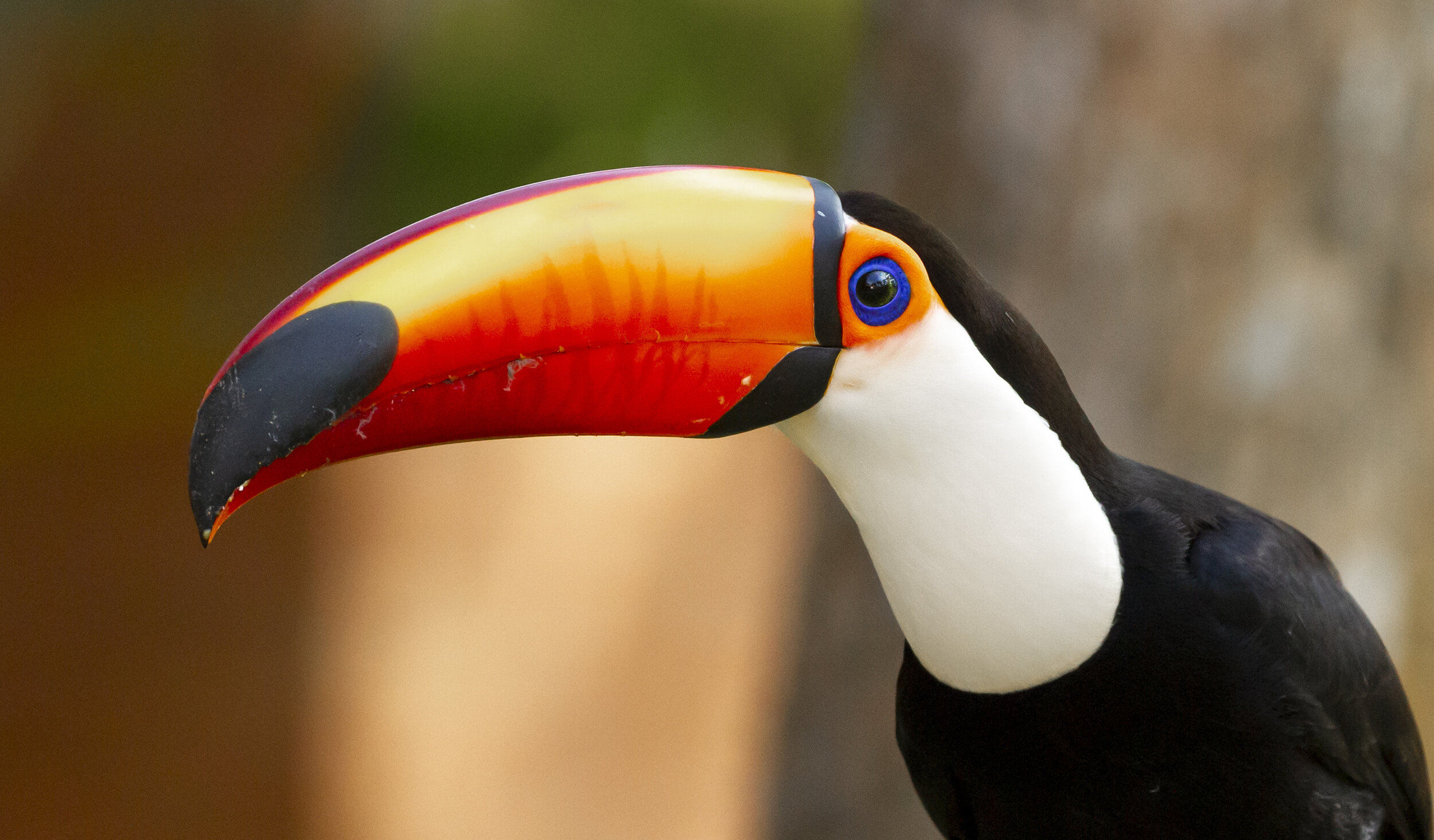 Birdwatching in Brazil, Wildlife photography, Diverse avian species, Nature exploration, 2500x1470 HD Desktop