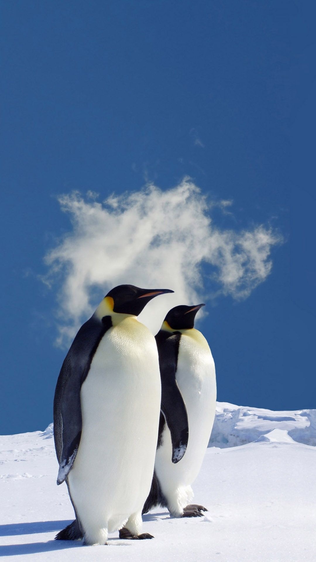 Cute penguin winter animal wallpapers, Top free backgrounds, Endearing creatures, Winter beauty, 1080x1920 Full HD Phone