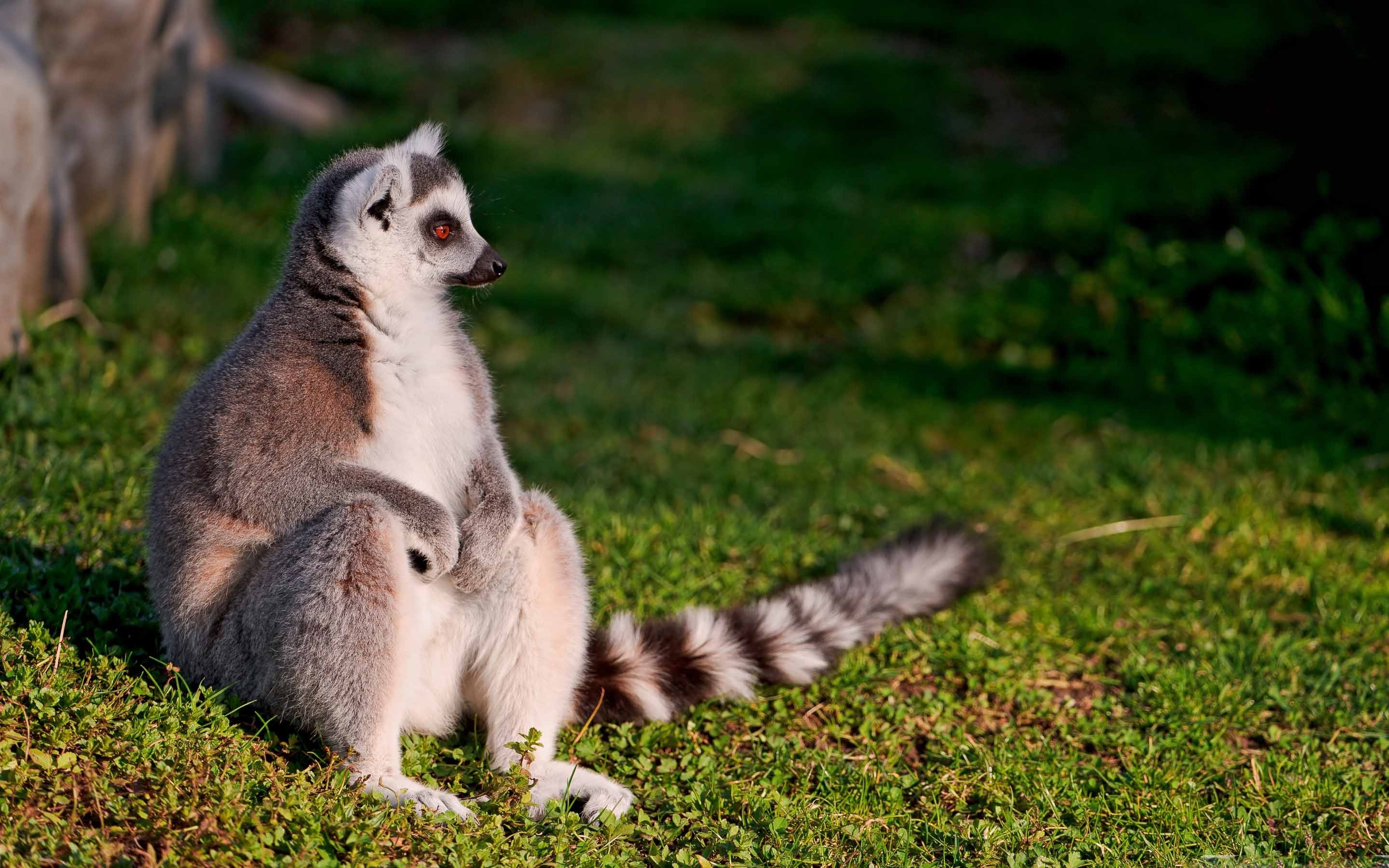 Ring Tailed Lemur, MacBook Air wallpaper, Wildlife enthusiast's delight, Madagascar's gem, 2880x1800 HD Desktop