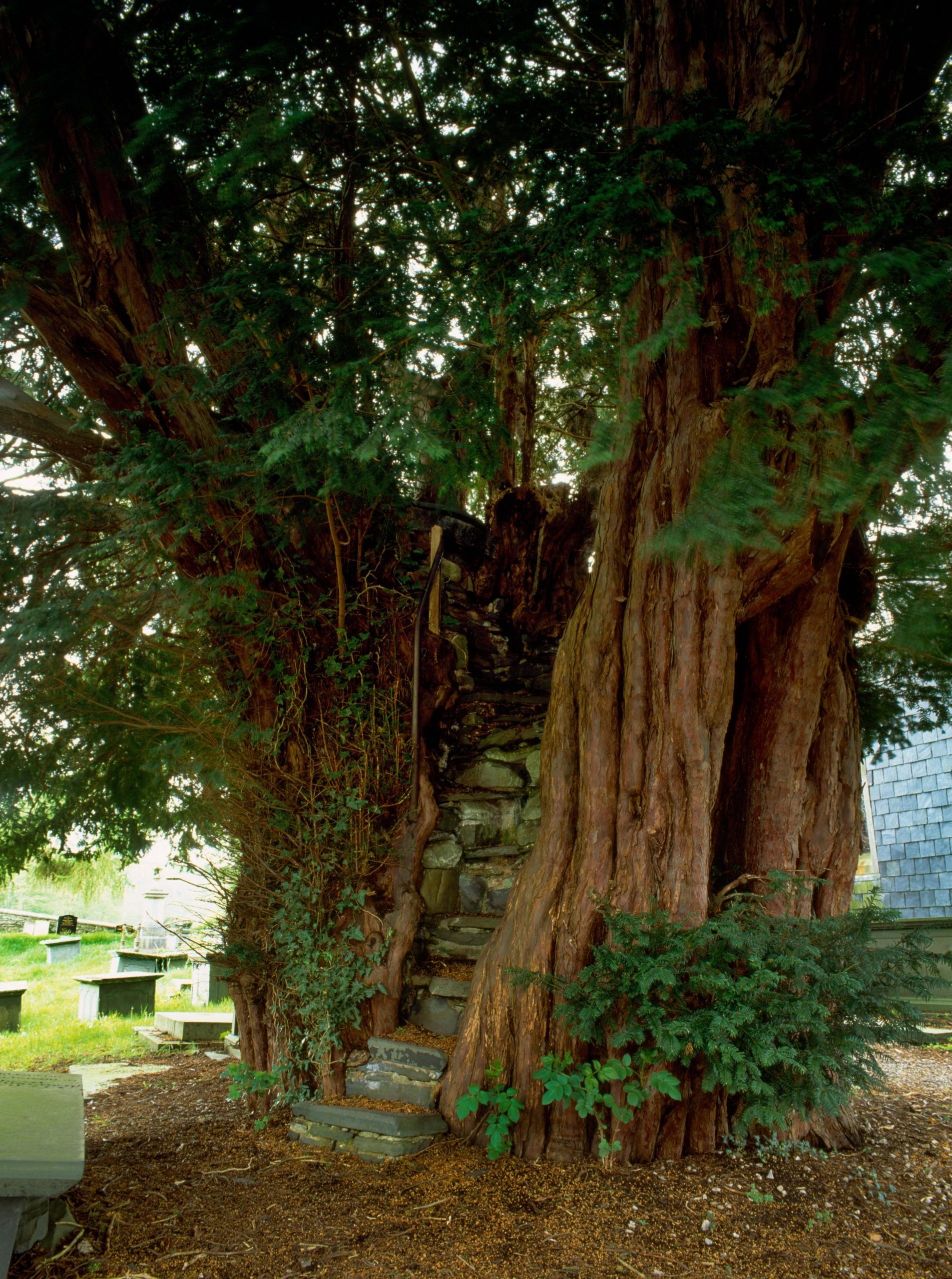 Brief history, Britain's ancient yews, Yew tree, 1910x2560 HD Phone