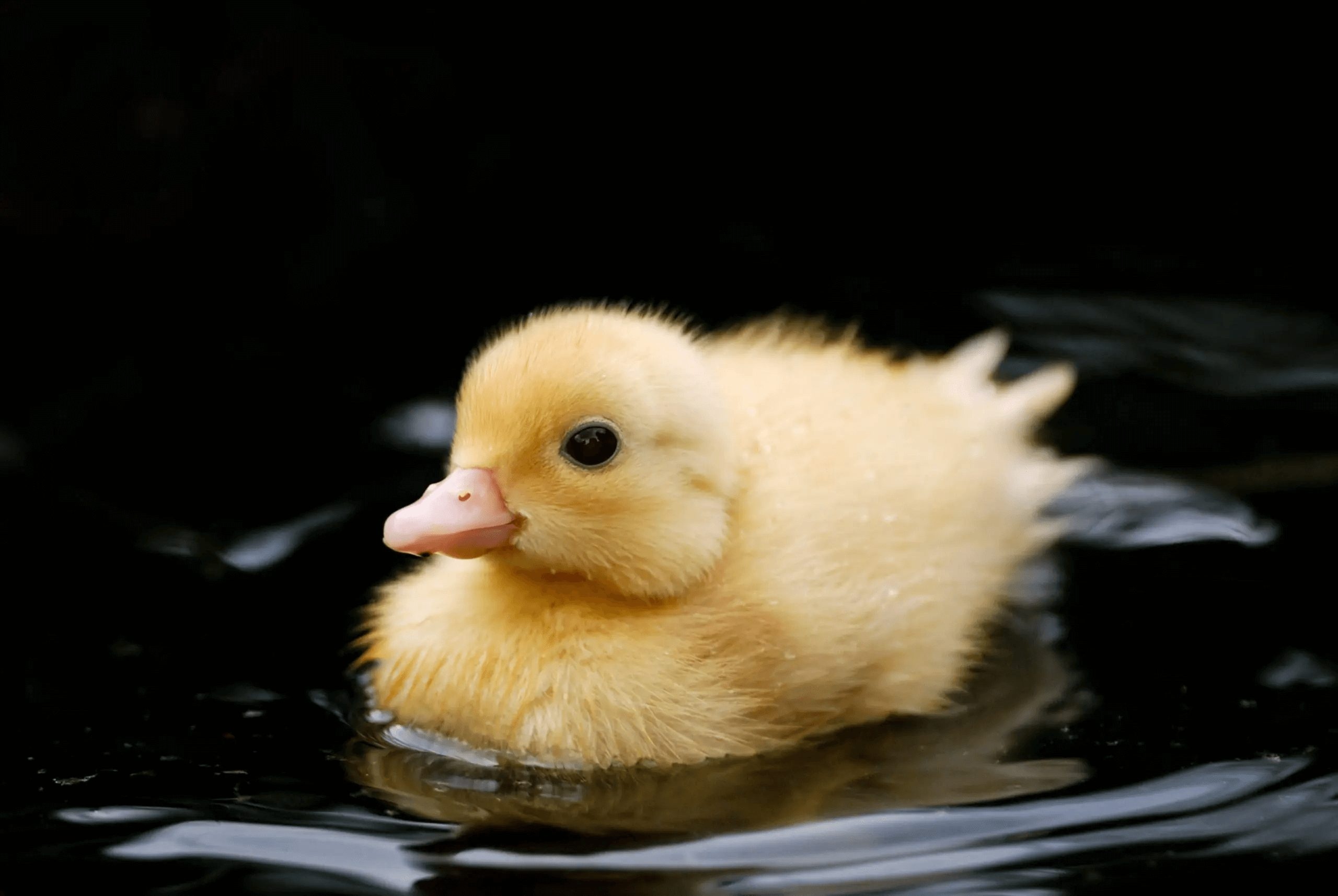 Caring for ducklings, Organic nourishment, Nature's best, Healthy growth, 2560x1720 HD Desktop