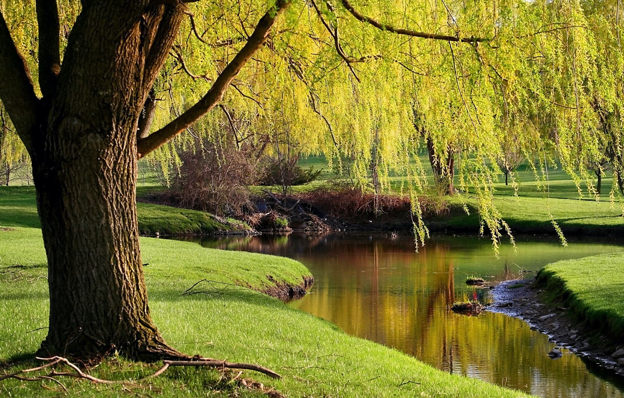 Willow tree varieties, Nature's diversity, Serene beauty, Captivating allure, 2150x1370 HD Desktop