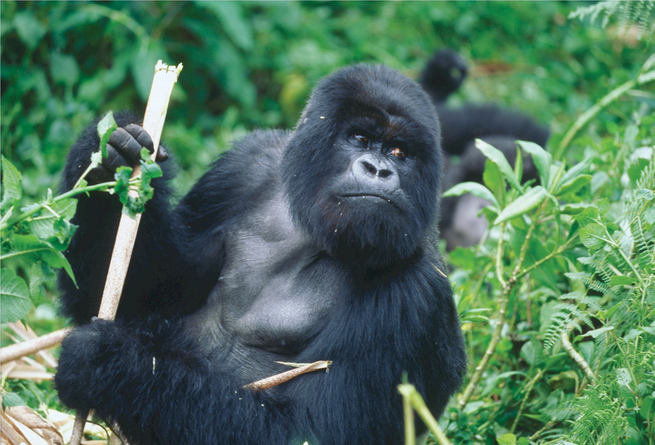 Silverback gorilla, Powerful presence, Beautifully captured, Wildlife photography, 2500x1700 HD Desktop