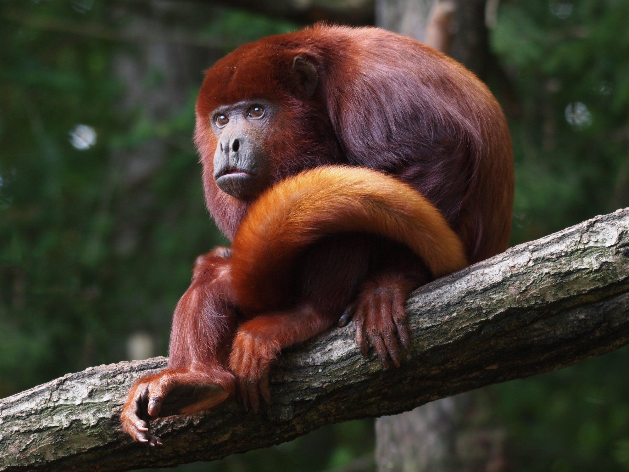 Howler Monkey, Ethical animal encounters, Top travel destinations, Primate observation, 2000x1500 HD Desktop