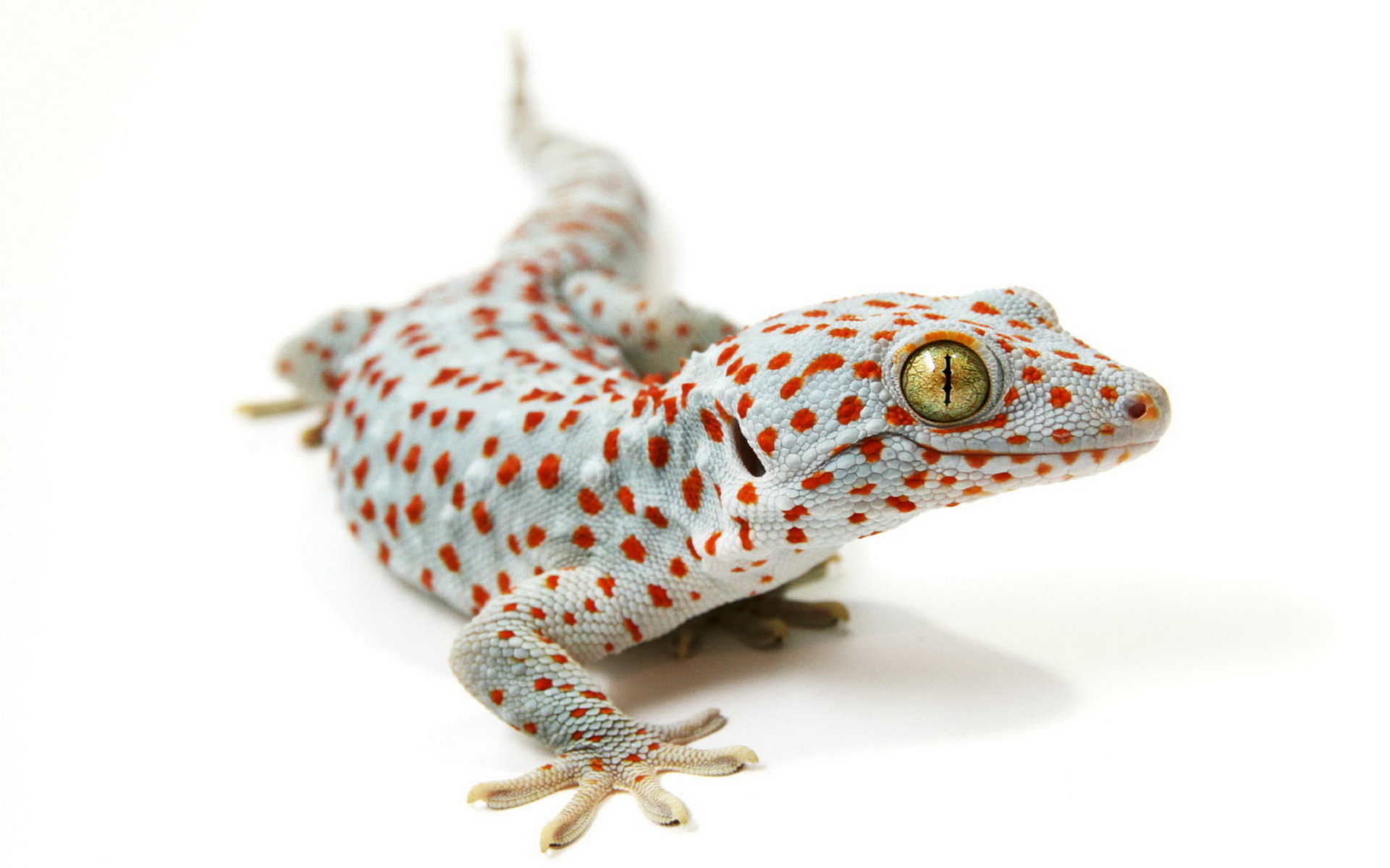 Gecko: A symbol of good luck and fertility in Southeast Asia, believed to be descended from dragons. 1920x1200 HD Wallpaper.