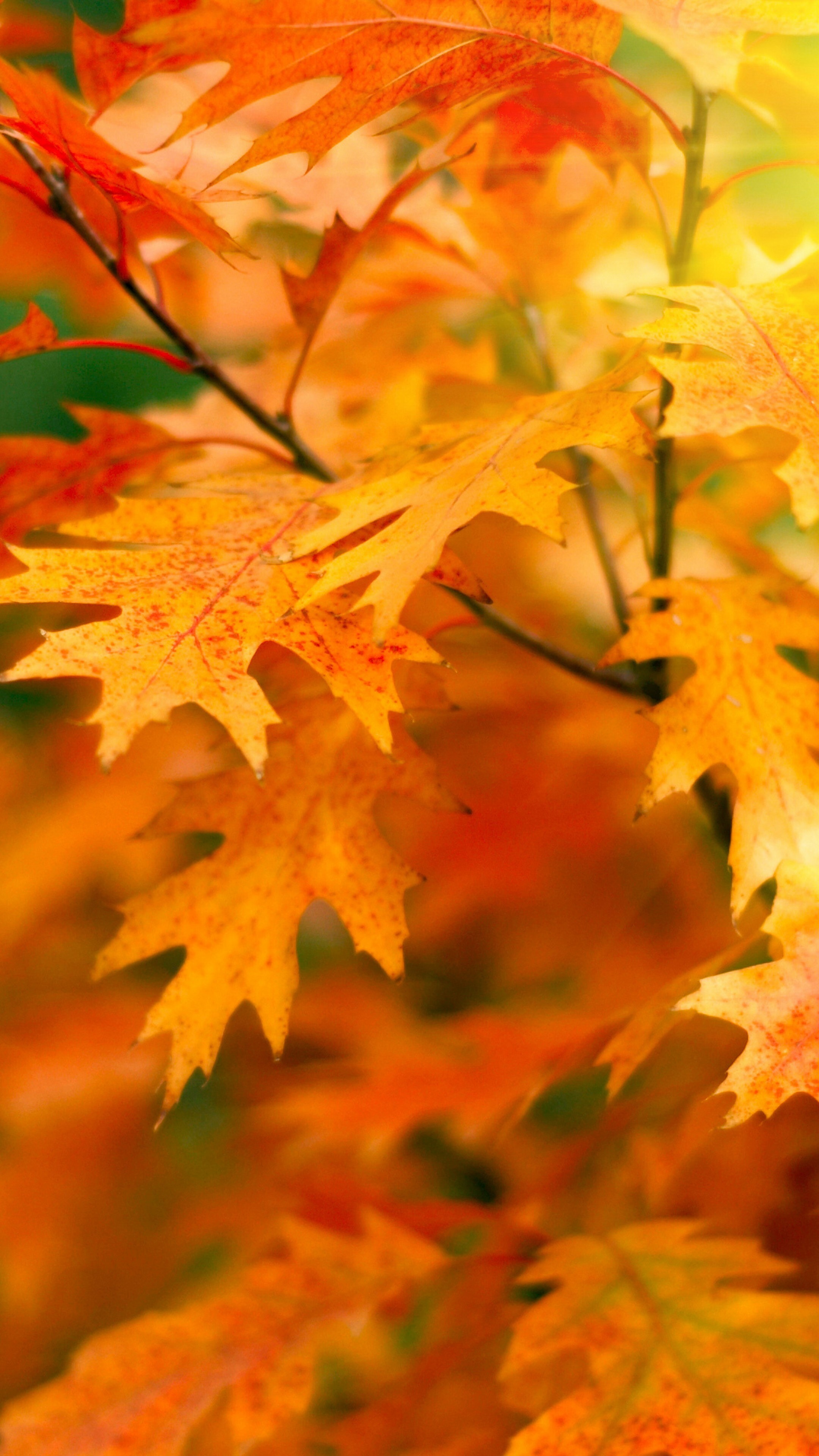 Gold Leaf: Red oak leaves with pointed tips, Quercus rubra, Tree branch, Apricot-orange foliage. 2160x3840 4K Wallpaper.