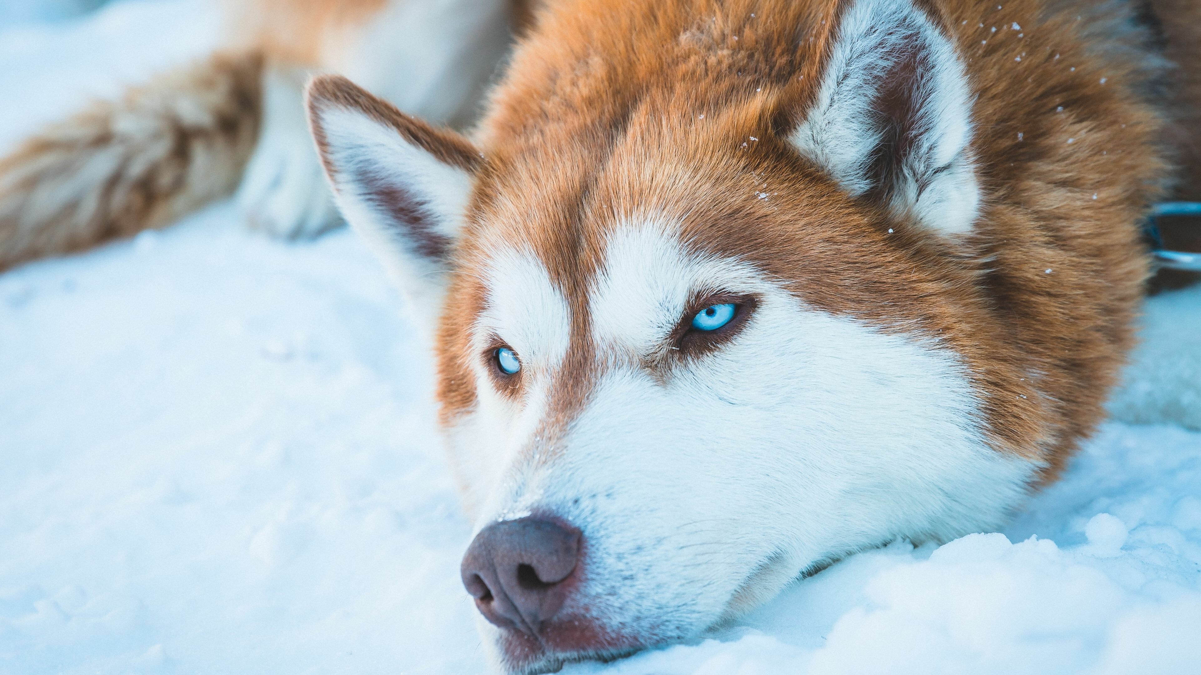 Siberian Husky: A medium-sized working sled dog breed. 3840x2160 4K Wallpaper.