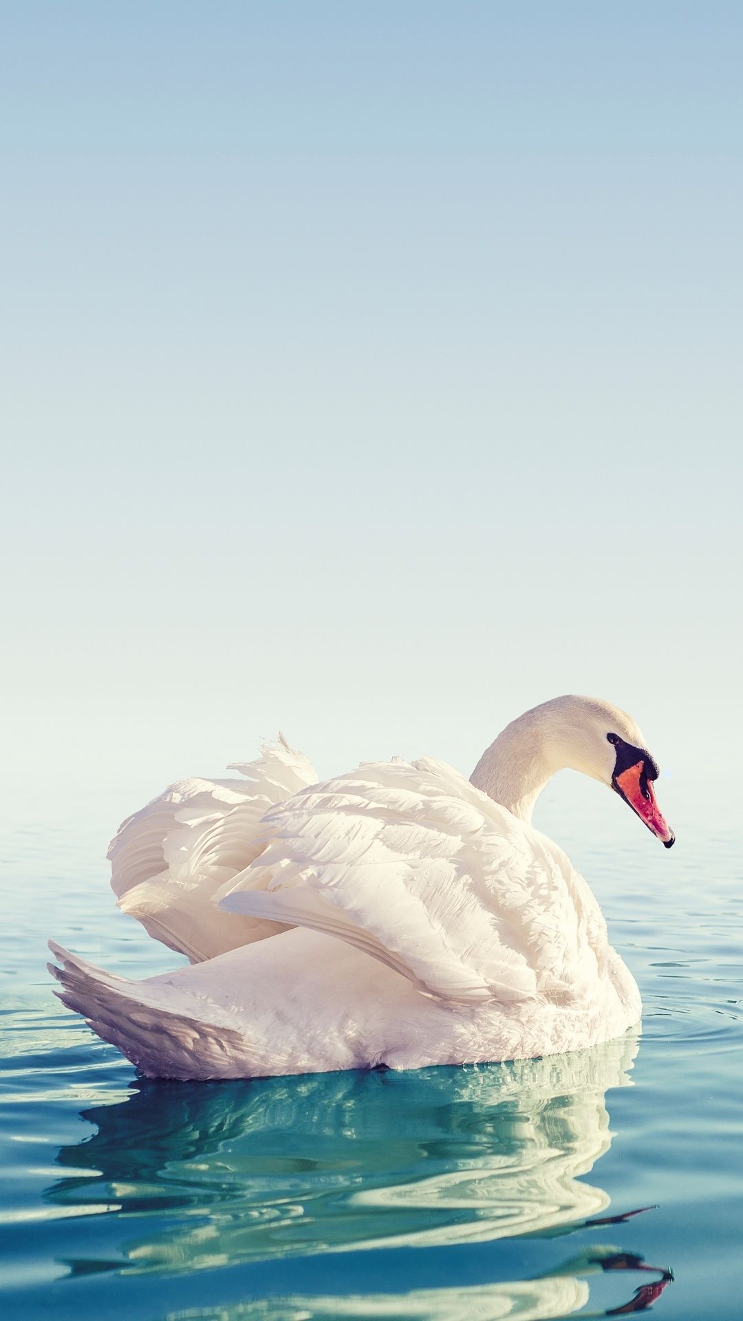 Bird swan wallpaper, Swans art animals, Beautiful swan desktop, Swan wallpaper, 1080x1920 Full HD Handy
