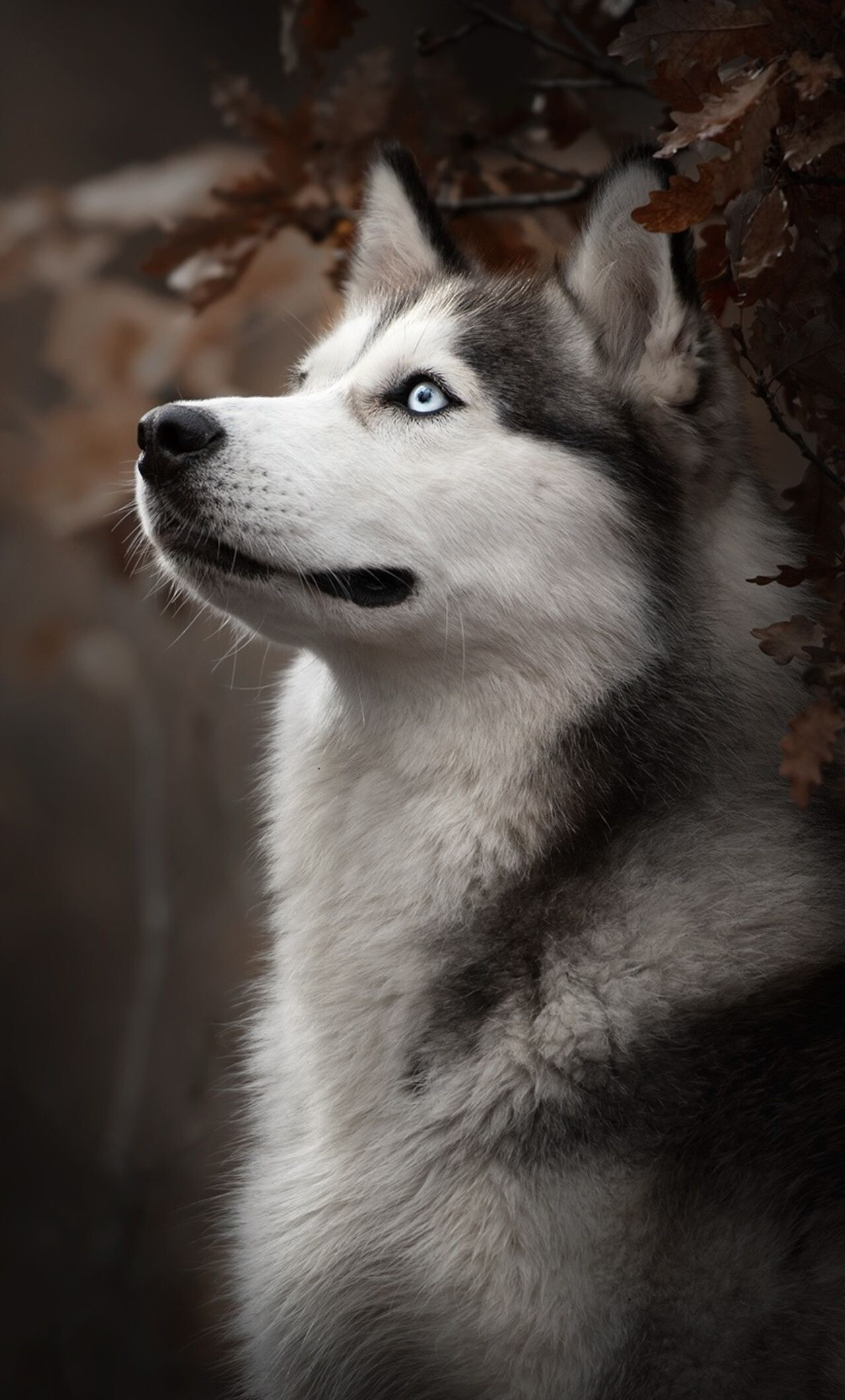 Siberian Husky: The American Kennel Club recognized the breed in 1930. 1280x2120 HD Background.