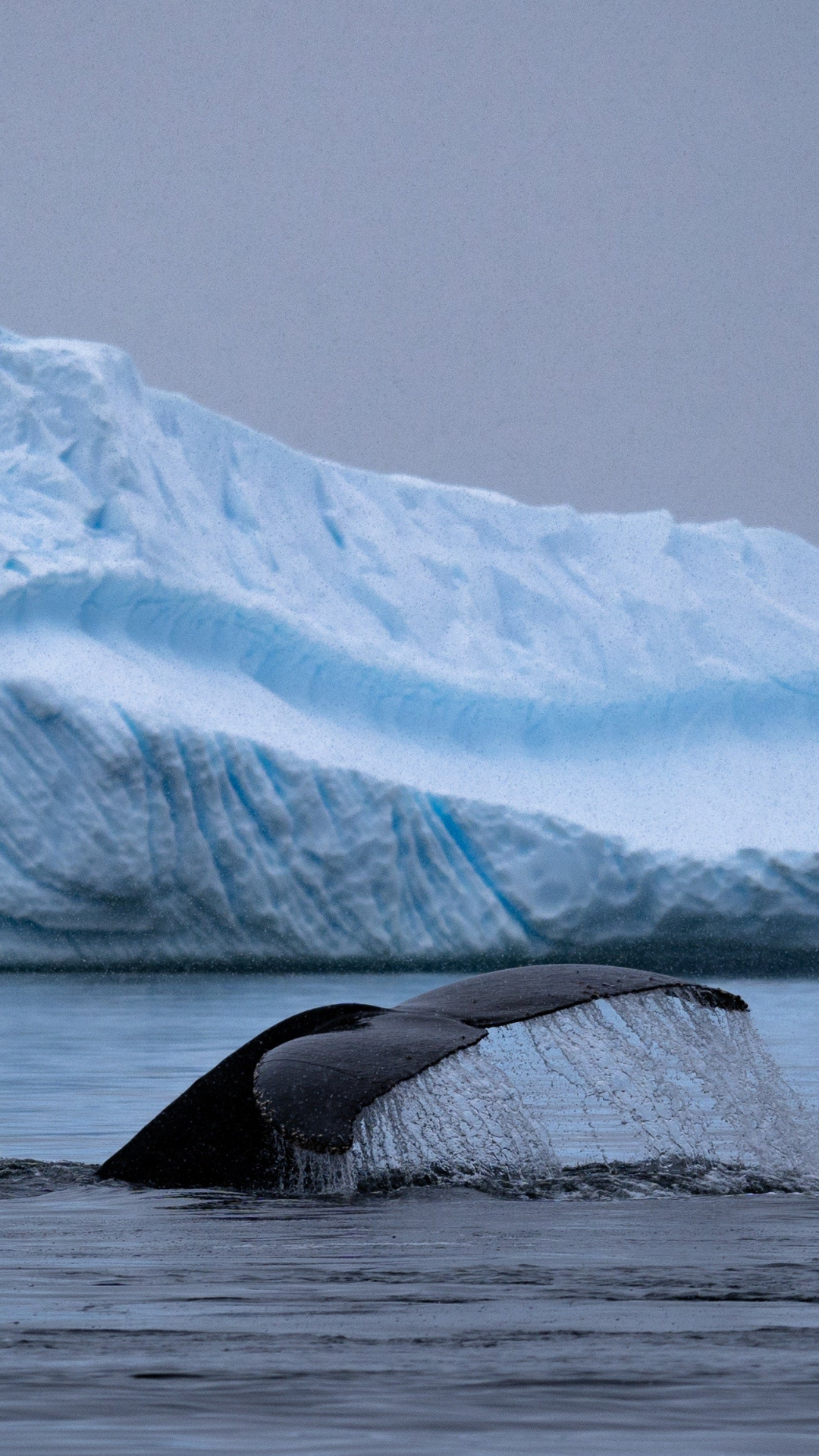 Humpback whale tail, Antarctica, HD wallpaper, 3484x2323, 1080x1920 Full HD Phone