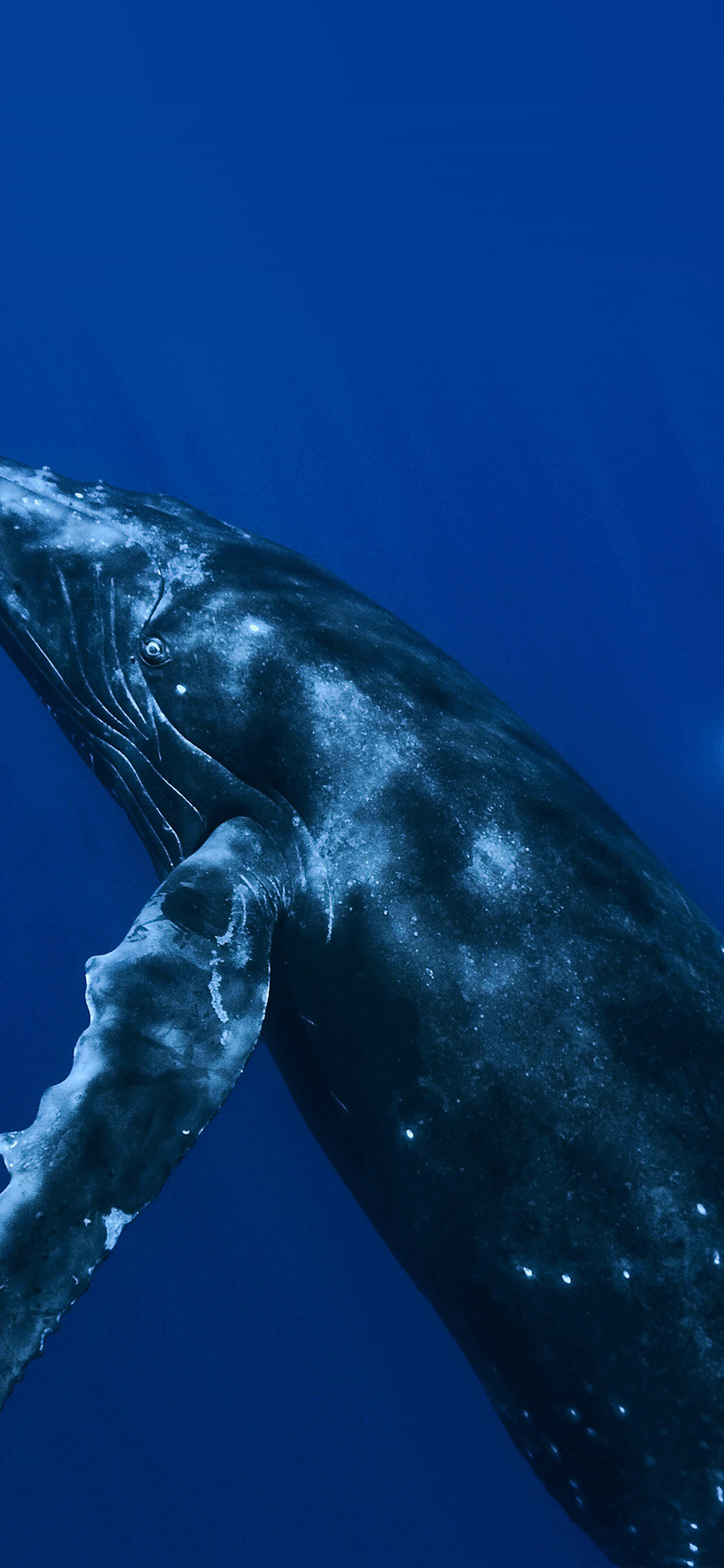 Blue whales wallpaper, John Johnson, Majestic sea creatures, Oceanic wildlife, 1130x2440 HD Phone