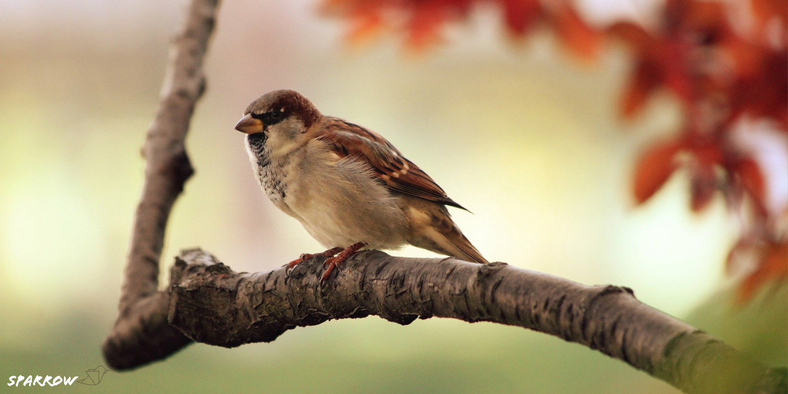 HD sparrow, Bird's portrait, Close-up shot, Stunning wallpaper, 2560x1280 Dual Screen Desktop