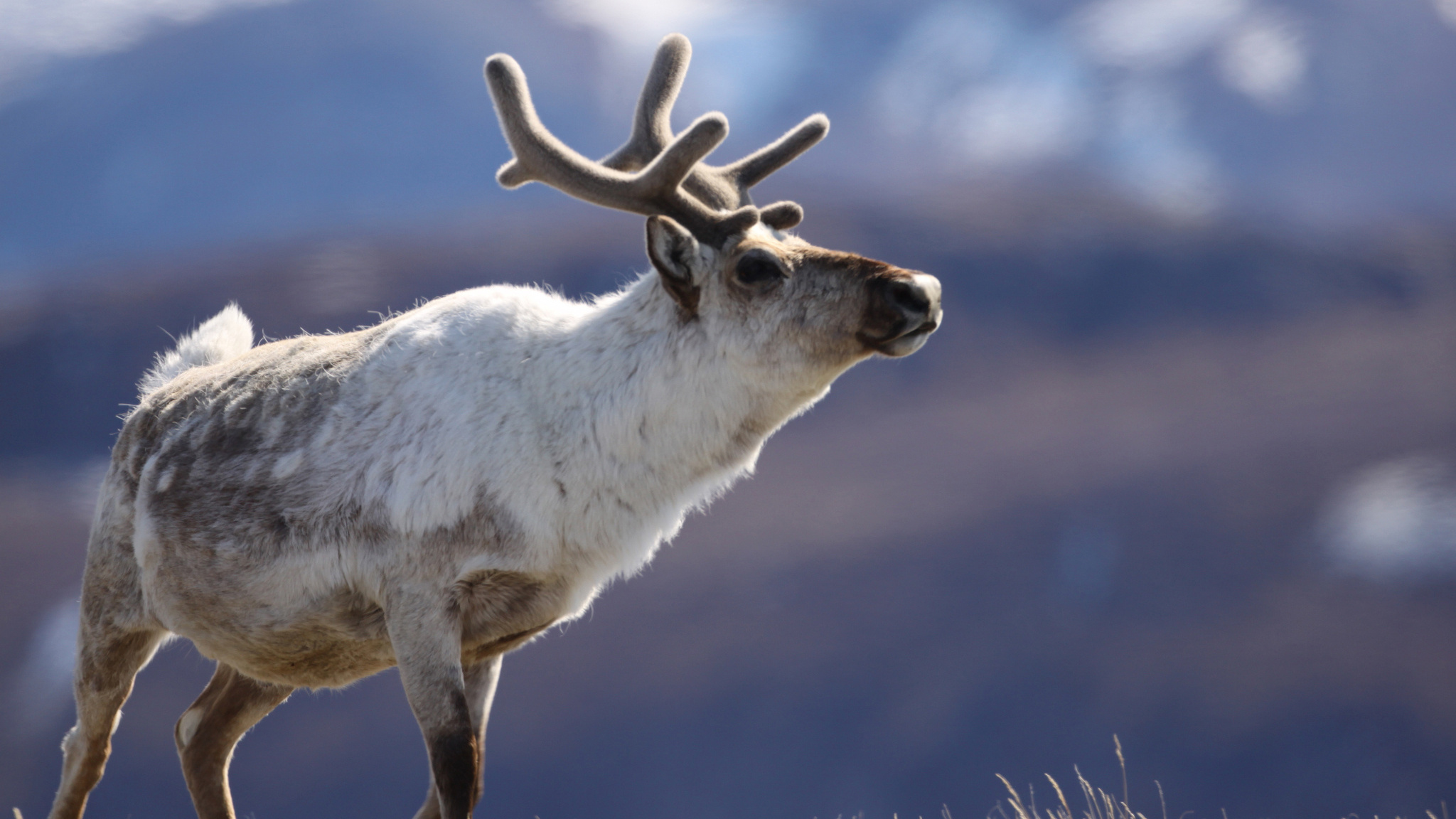 Caribou wallpaper, Shared by John, Wildlife photography, Animal beauty, 2050x1160 HD Desktop