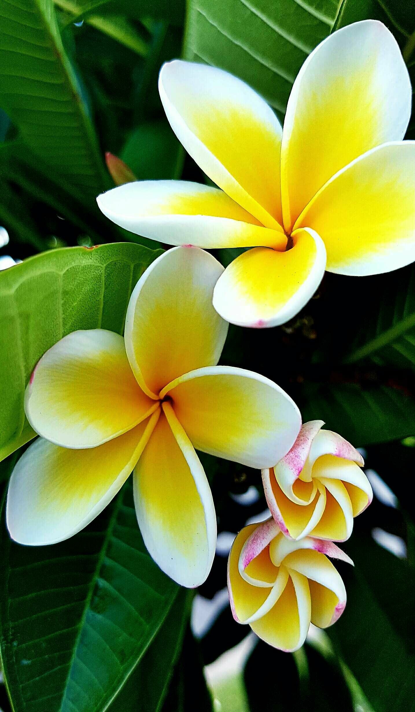 Frangipani Flower: The highly perfumed flowers have five petals, white or pink with a yellow centre, about 5cm in diameter and are grouped in clusters at the ends of the branches. 1440x2460 HD Wallpaper.