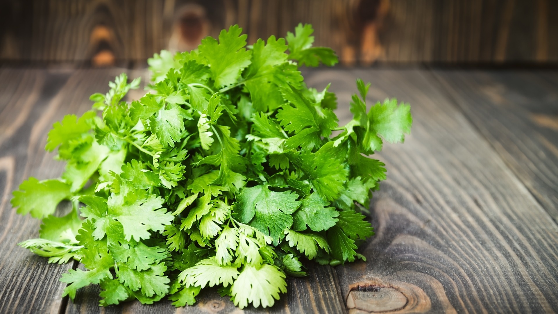 Parsley herb, Archaeology of herbs and spices, Cilantro and Chinese parsley, Aromatic flavors, 1920x1080 Full HD Desktop