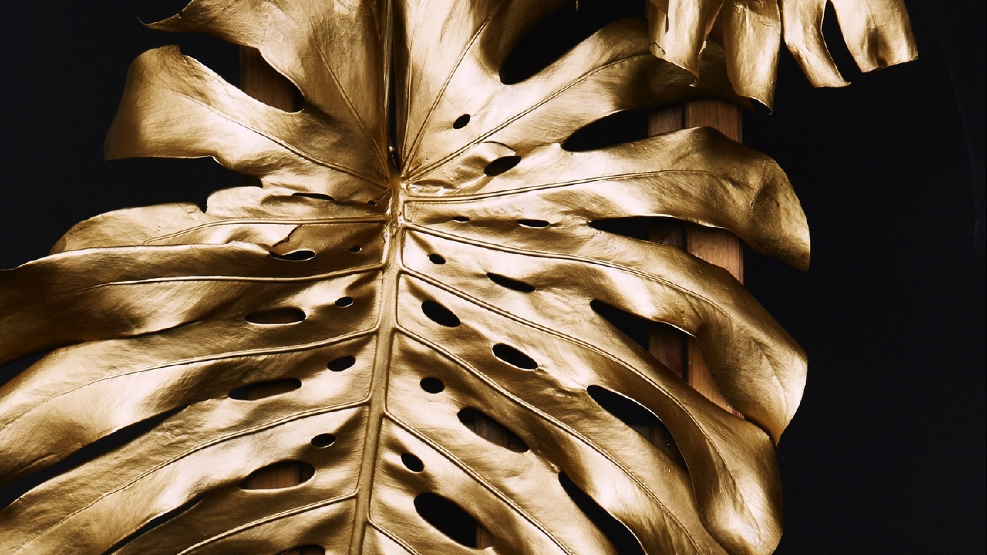 Gold Leaf: Golden monstera leaves, Palm for home decoration, Araceae, The plant from tropical regions. 3840x2160 4K Background.