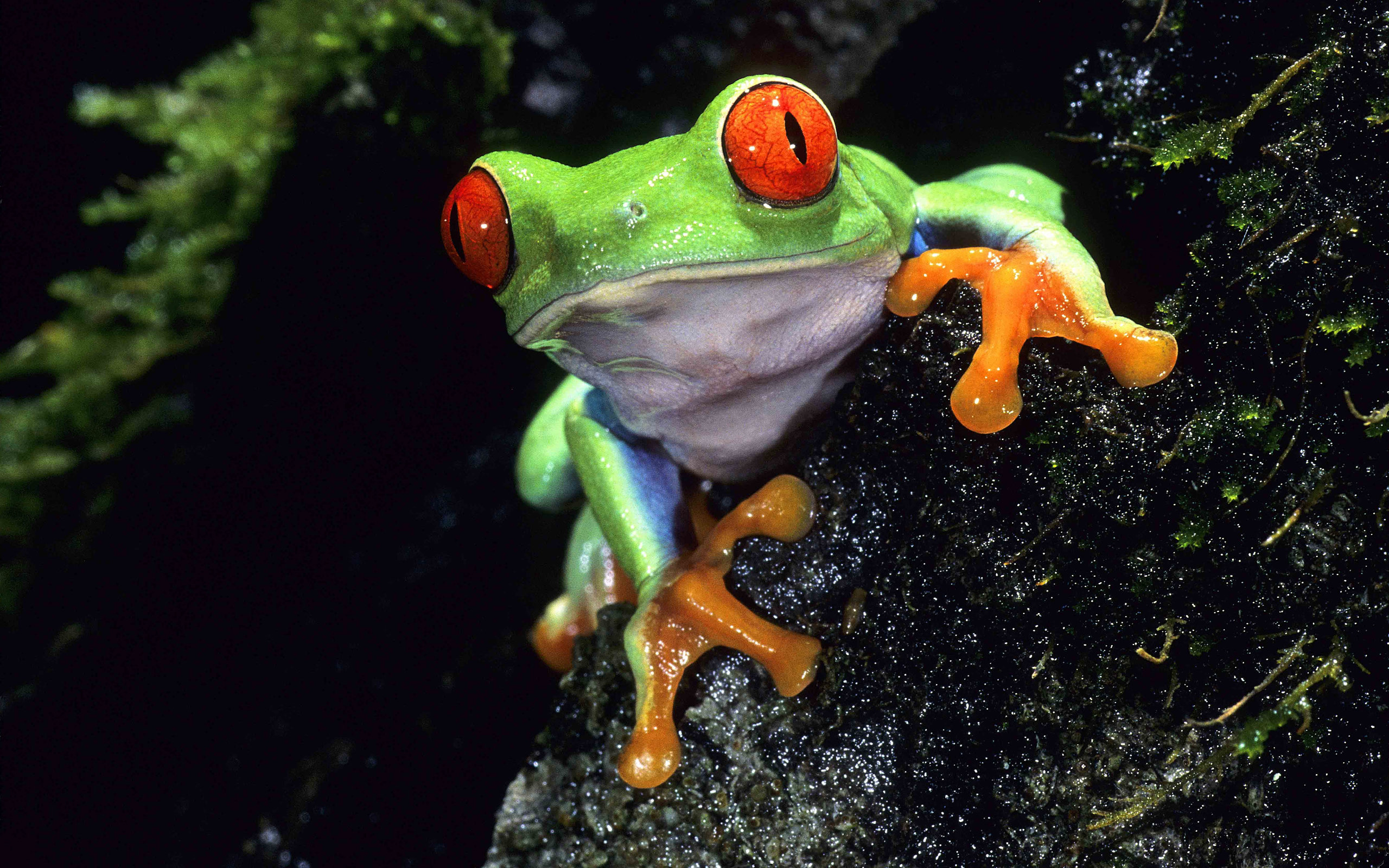 Red-eyed tree frog wallpapers, Detailed textures, Vibrant colours, Desktop and mobile backgrounds, 2560x1600 HD Desktop