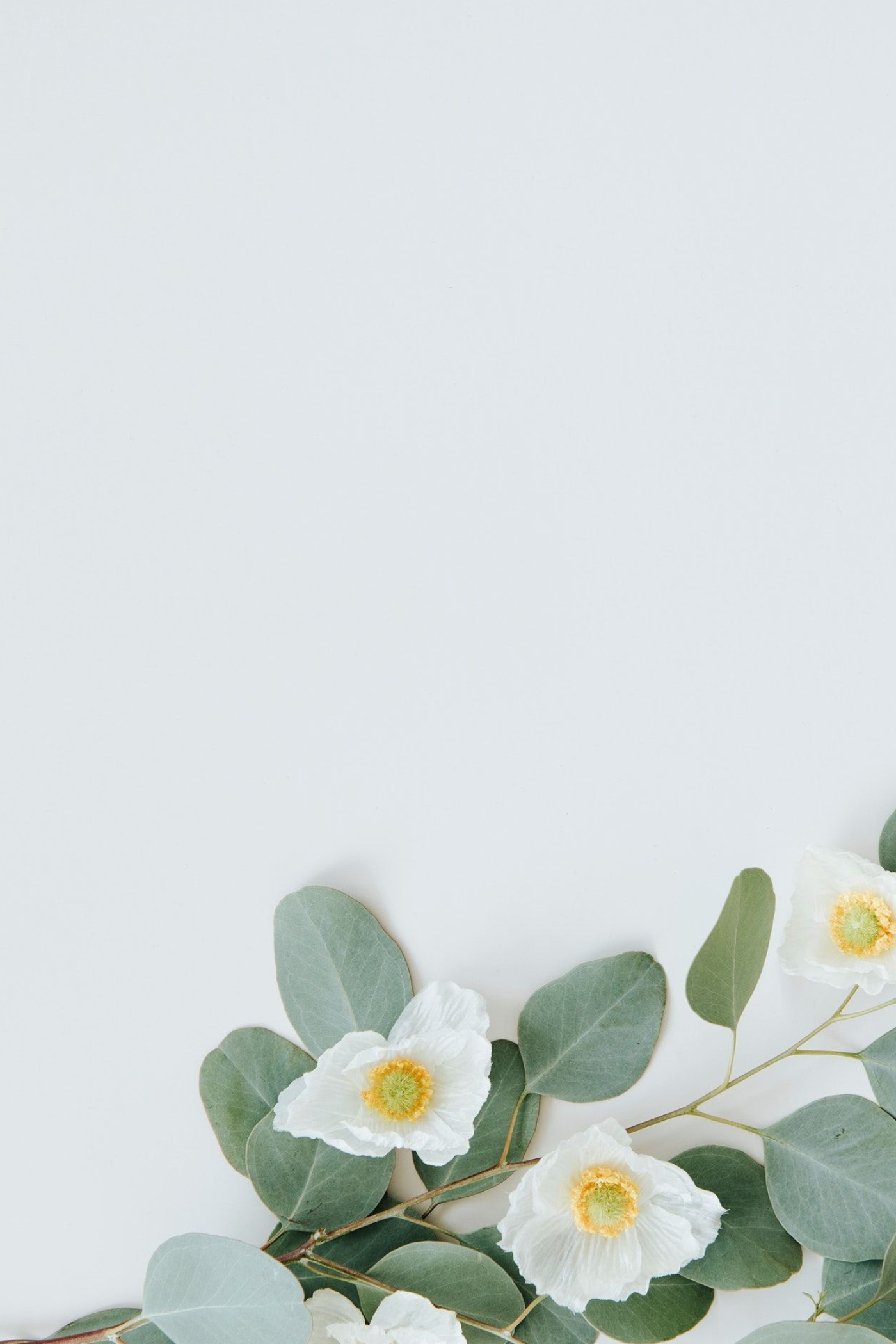 White Poppy, Eucalyptus leaves background, Premium image, Jira leaf, 1400x2100 HD Handy
