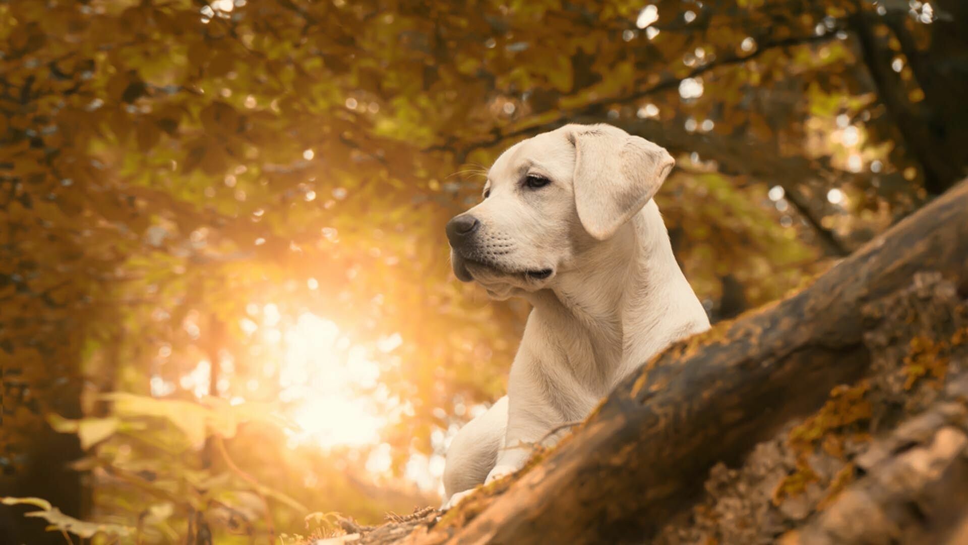 Labrador Retriever: Can be either show or sporting dogs, Mammal. 1920x1080 Full HD Wallpaper.