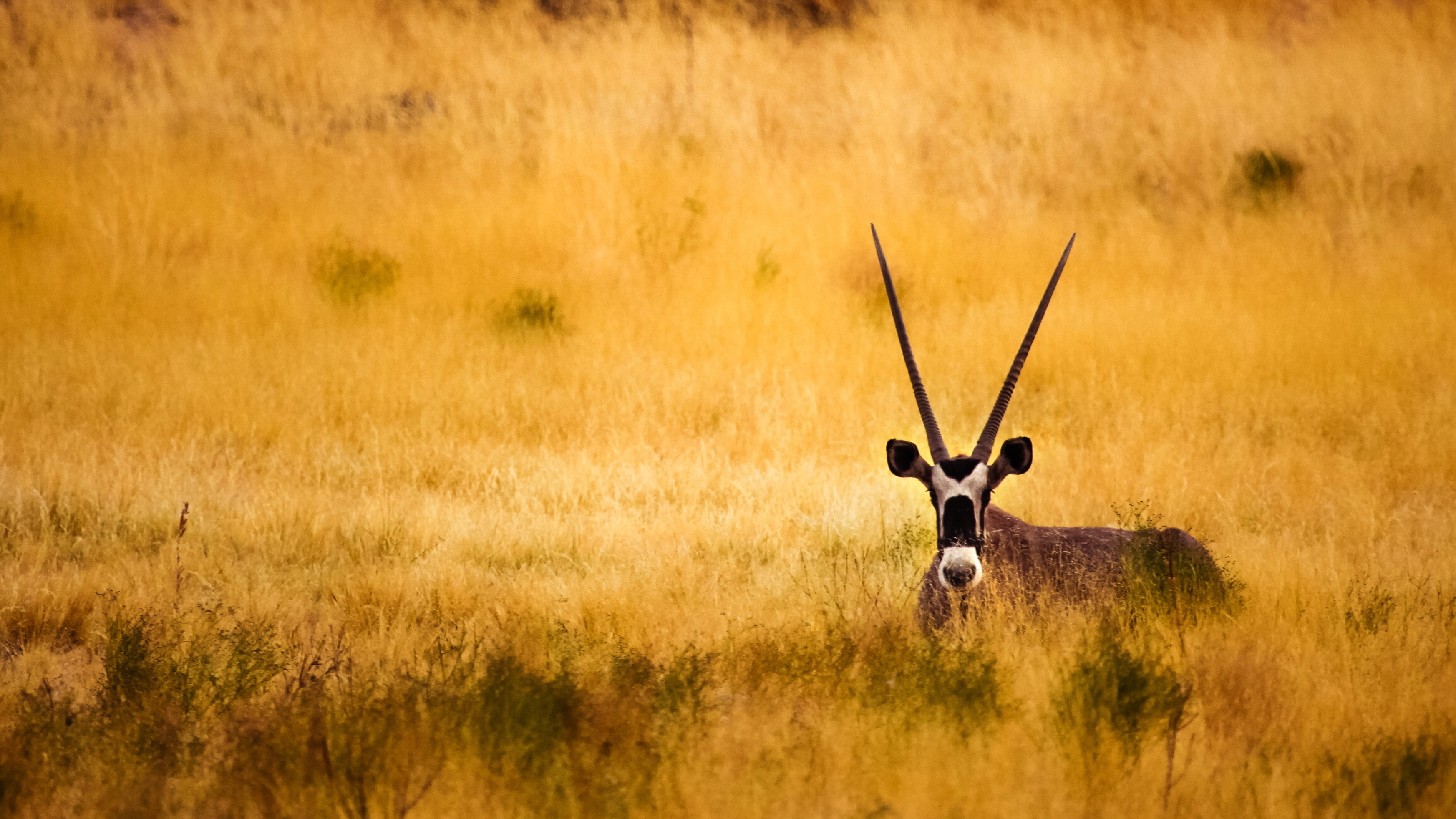 Savannah antelope, Majestic horns, Vibrant wallpaper, Beautiful creature, 3490x1970 HD Desktop