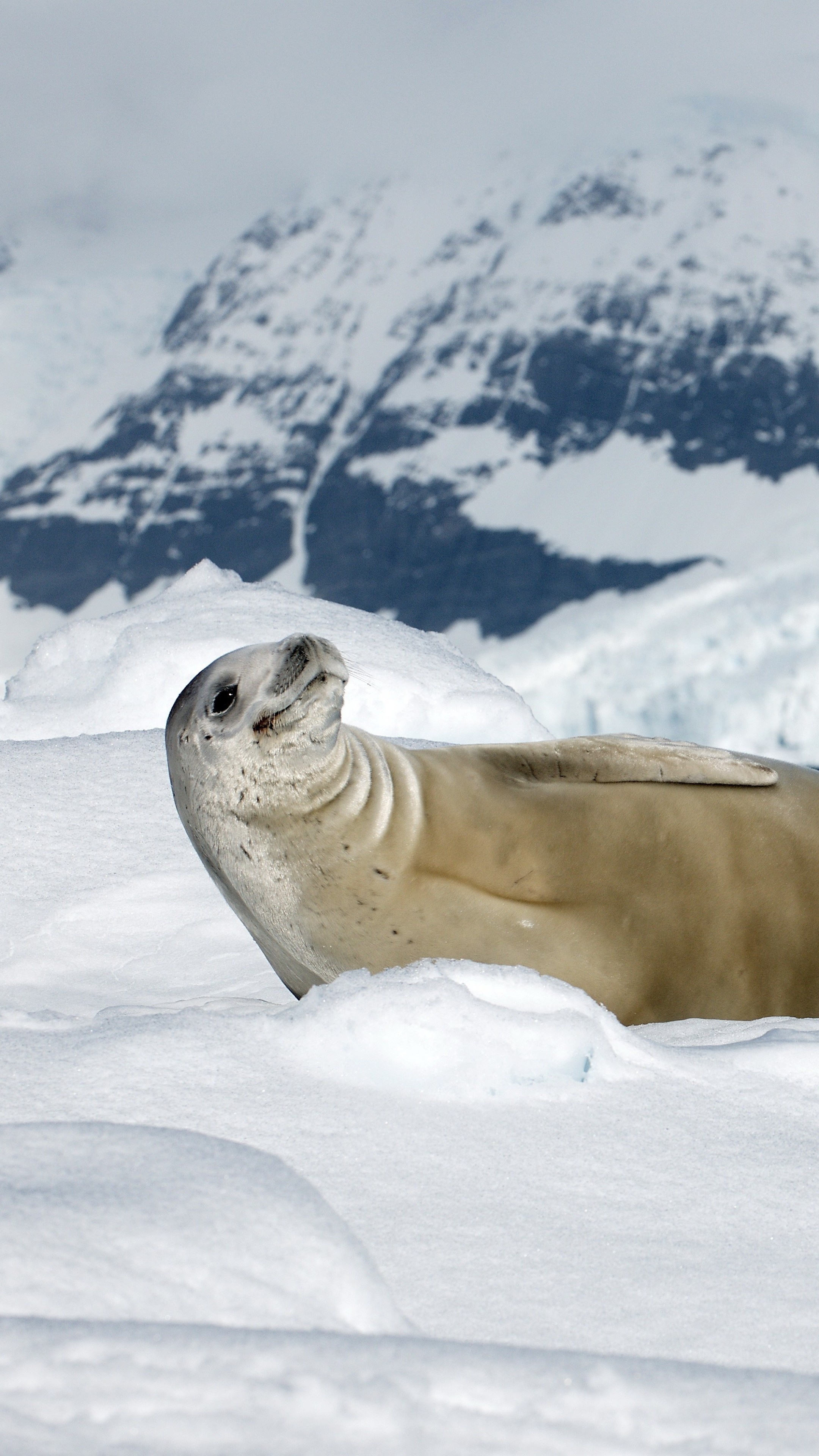 Smiling seal wallpaper, Crabeater seal in snow, Sunny day beauty, Adorable animal, 2160x3840 4K Phone