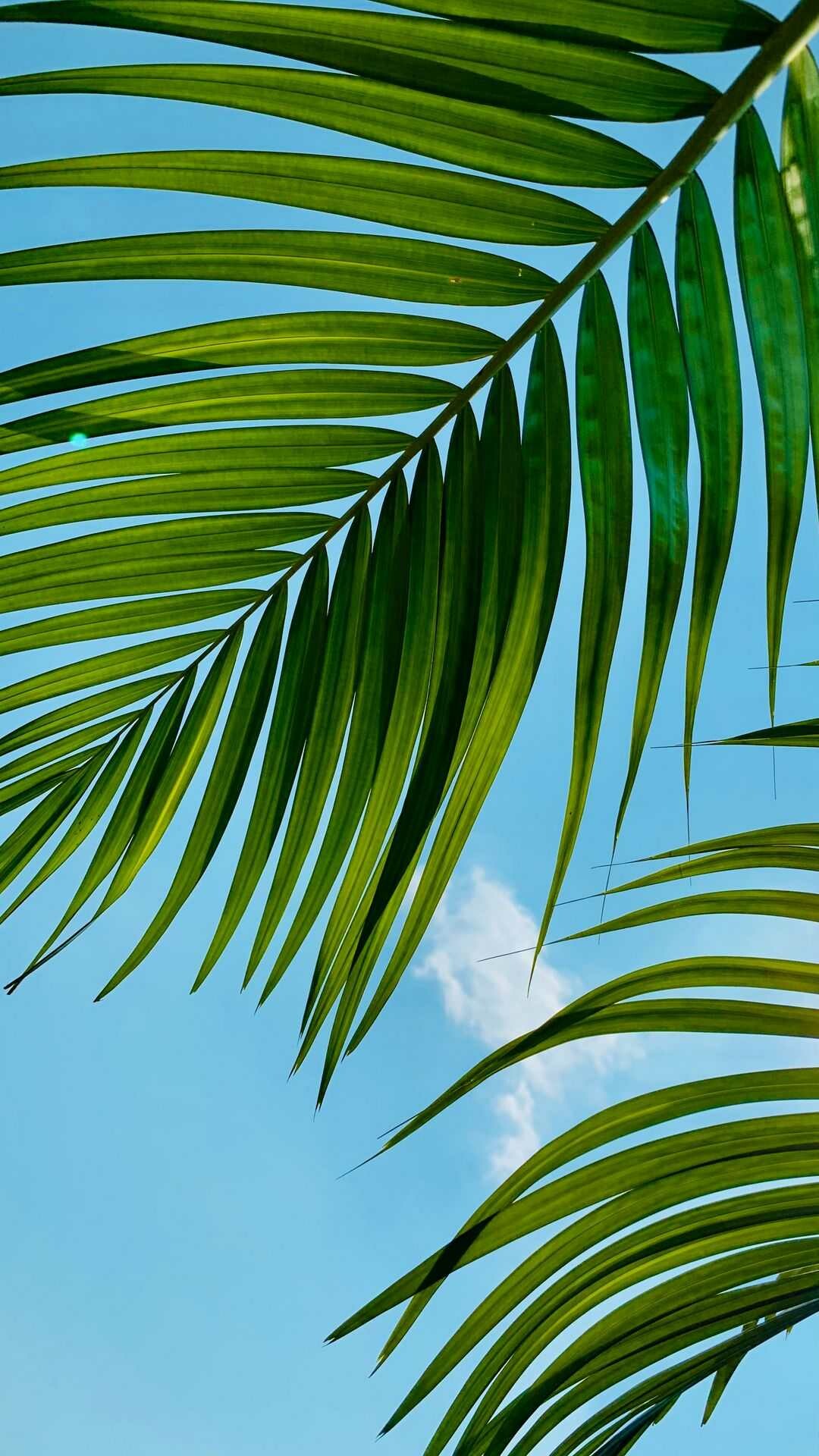 Palm Tree: The Arecaceae branch, Appears on the flags and seals of Haiti, Guam, Saudi Arabia, Florida, and South Carolina. 1080x1920 Full HD Background.