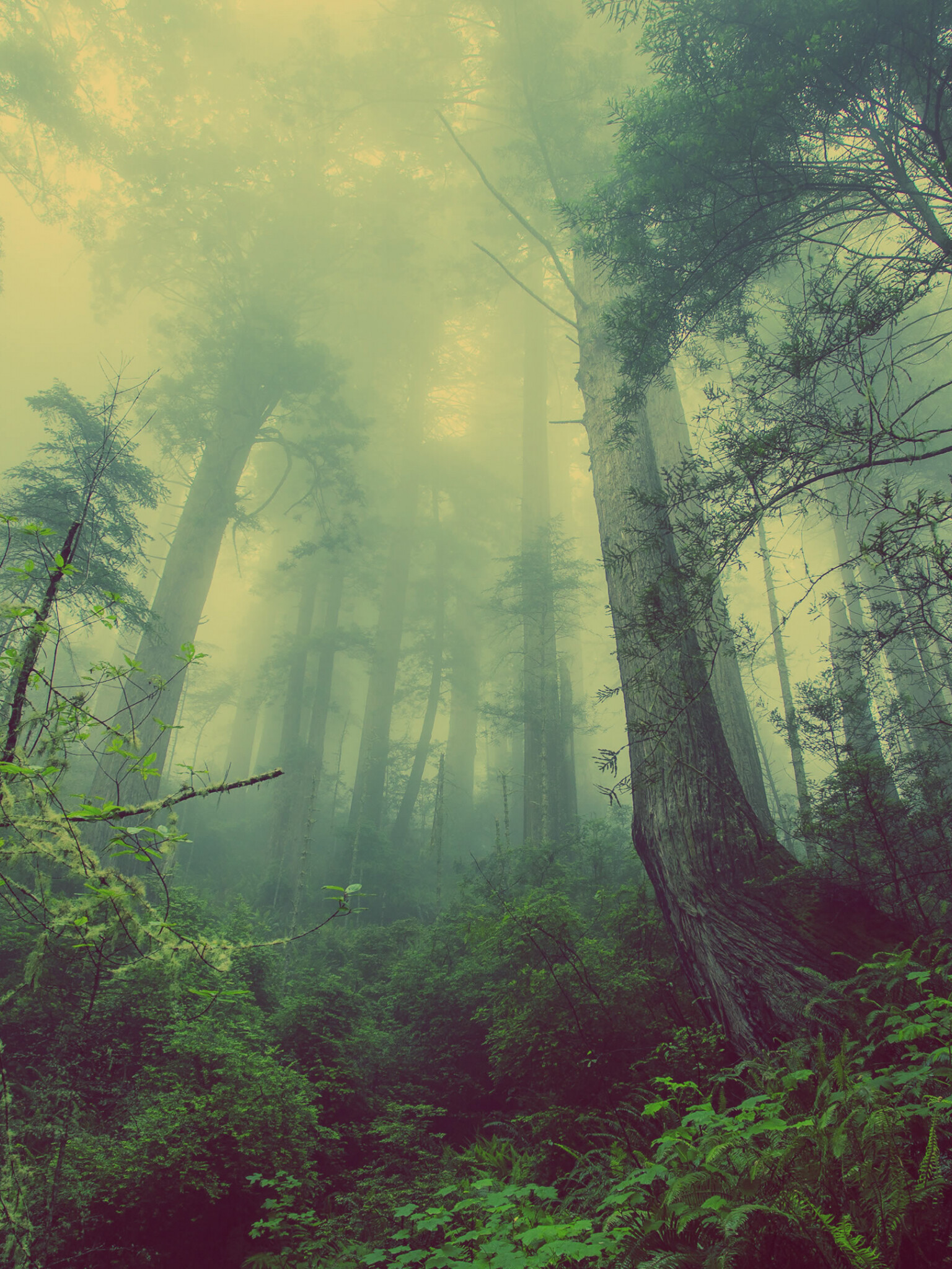 Forest: Serves as a source of lumber and as recreational areas. 1540x2050 HD Wallpaper.