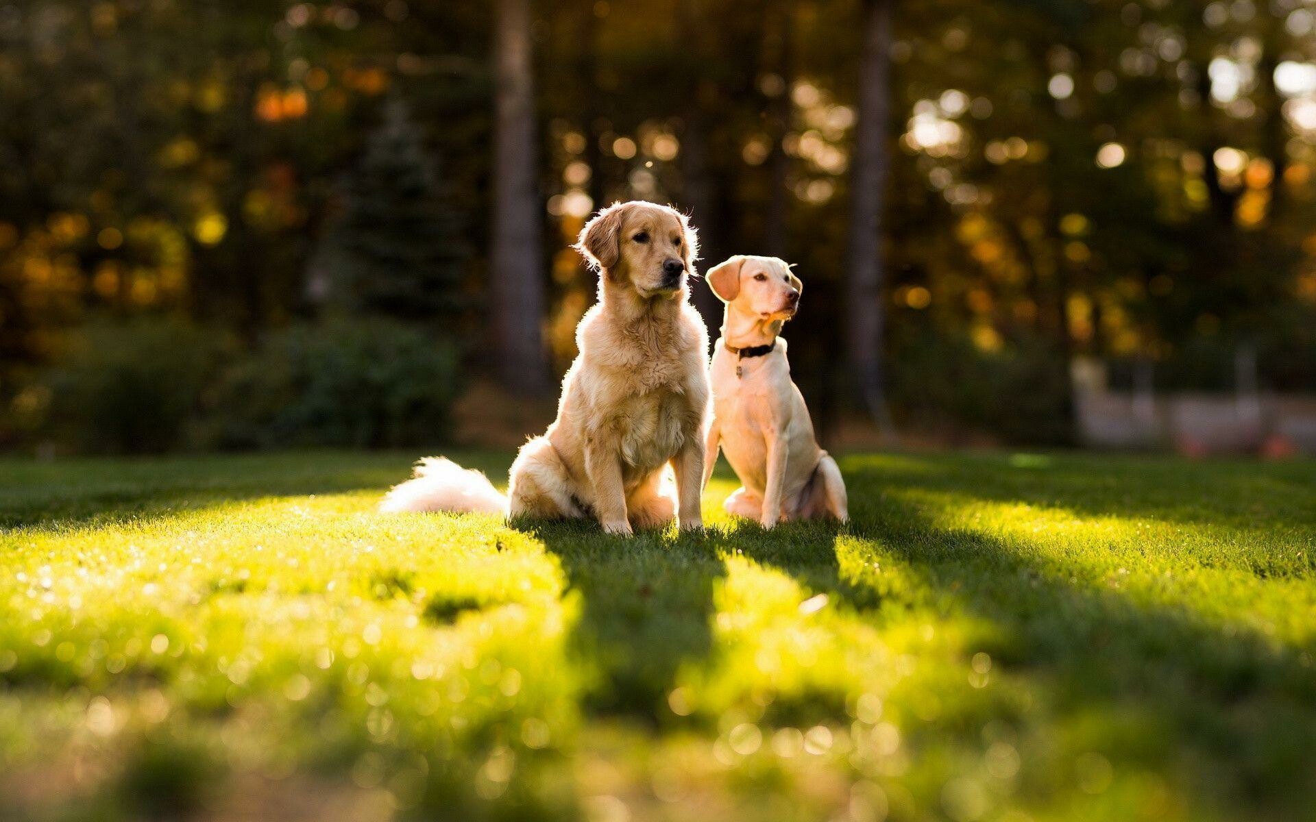 Golden Retriever: Outgoing, trustworthy, eager-to-please, and easy to train, they are especially popular with families with young children, Pet. 1920x1200 HD Background.