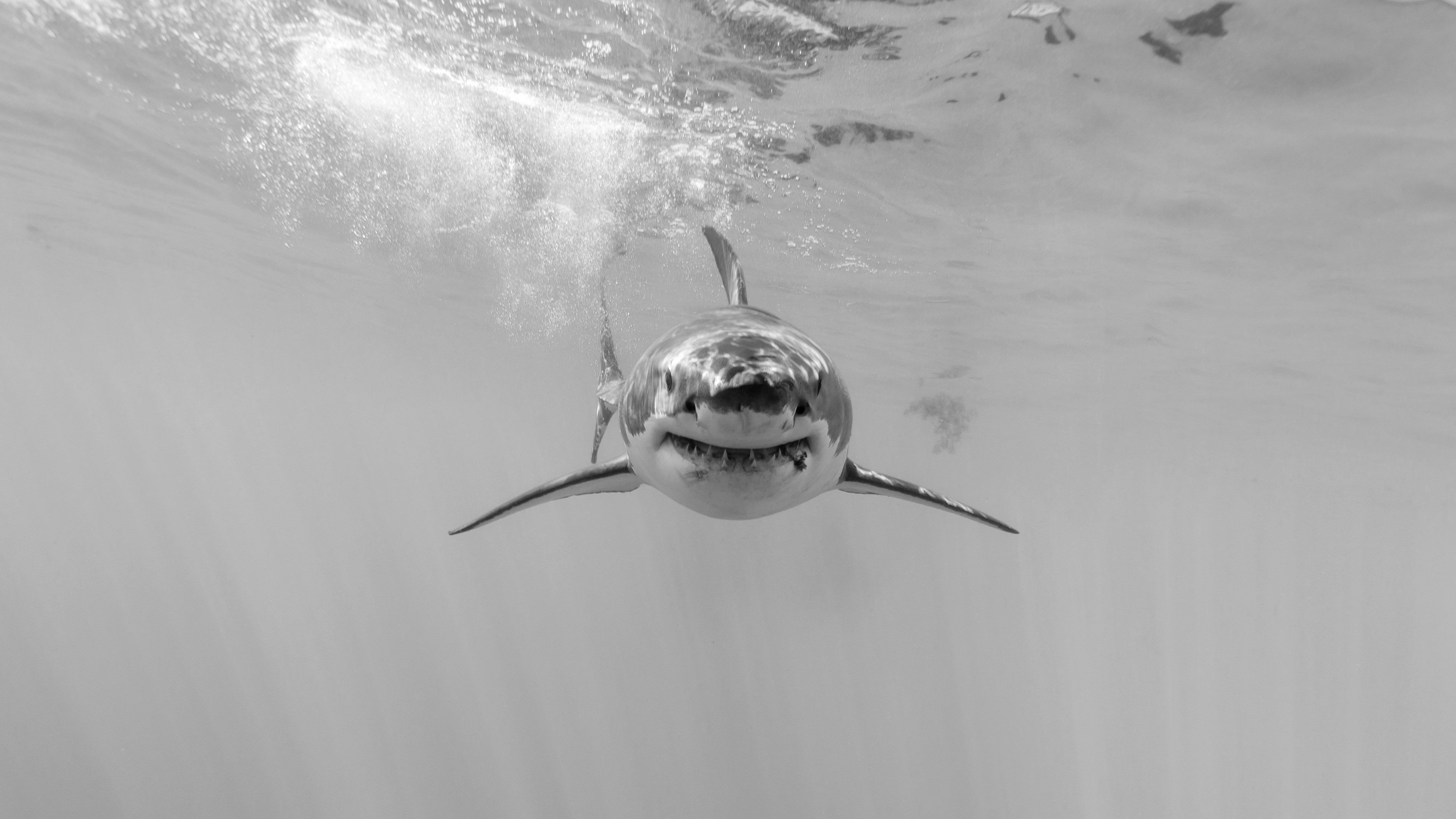 4K background HD, Image shark photos, Great white shark, Shark photos shark, 3840x2160 4K Desktop
