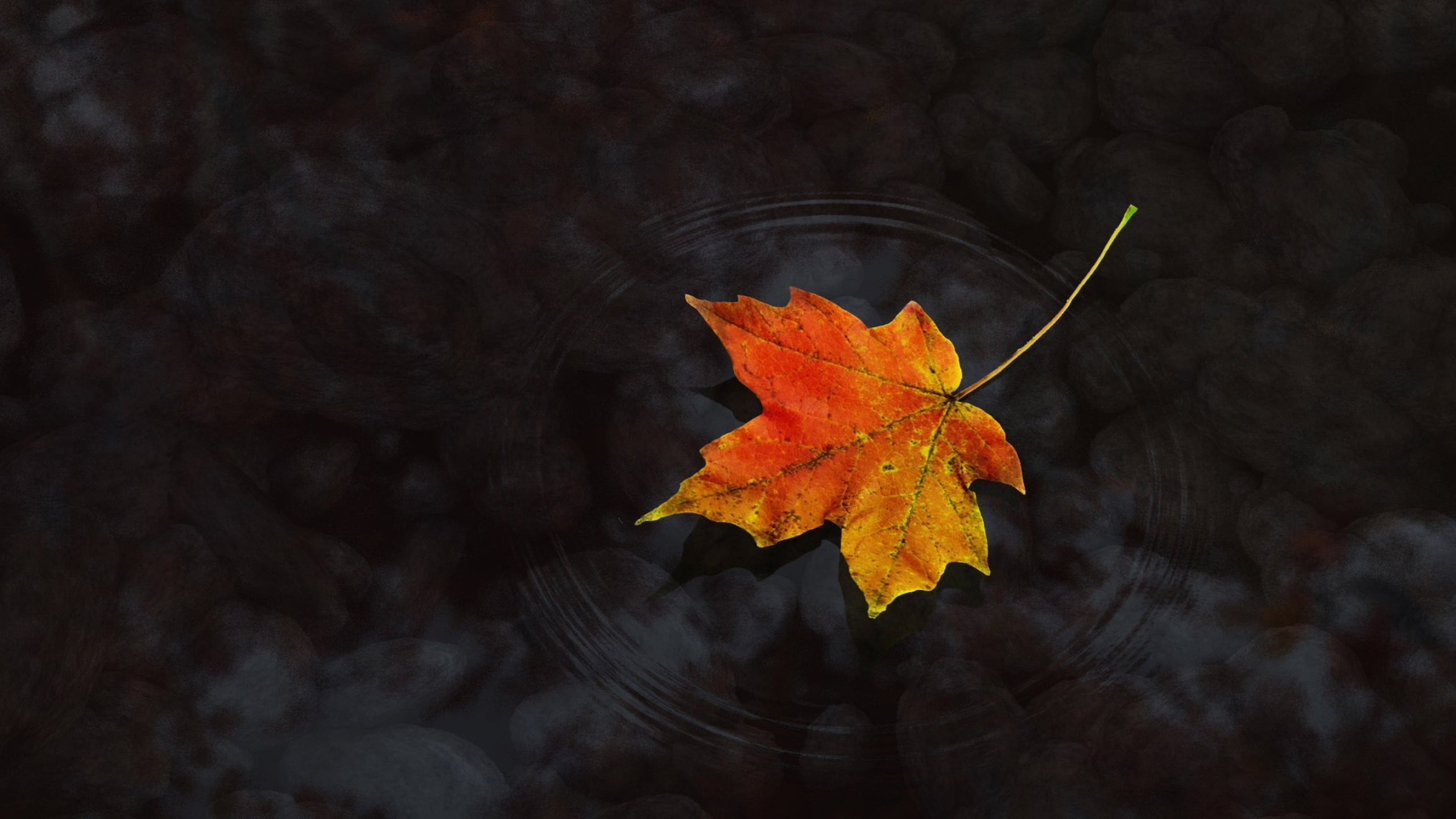 Orange maple leaf, Nature's brightness, Beautiful texture, Fine details, 2560x1440 HD Desktop