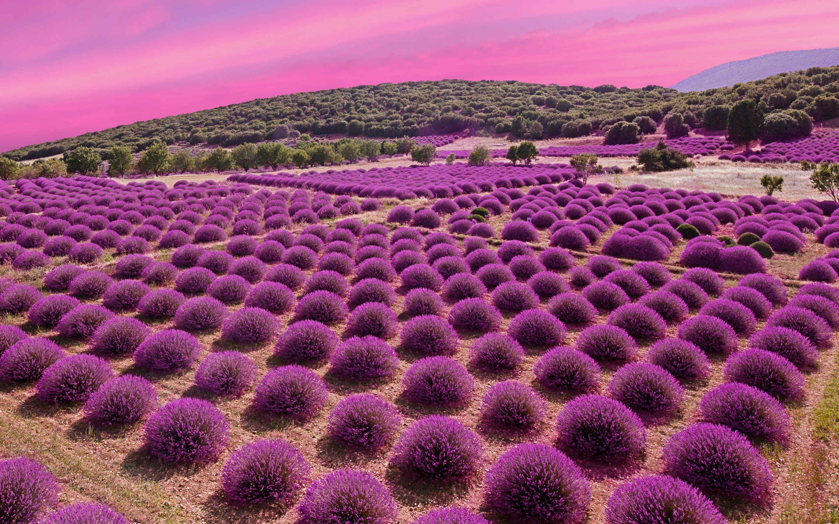 Lavender fields, Landscape beauty, Pink sky, Garden blossom, 2880x1800 HD Desktop