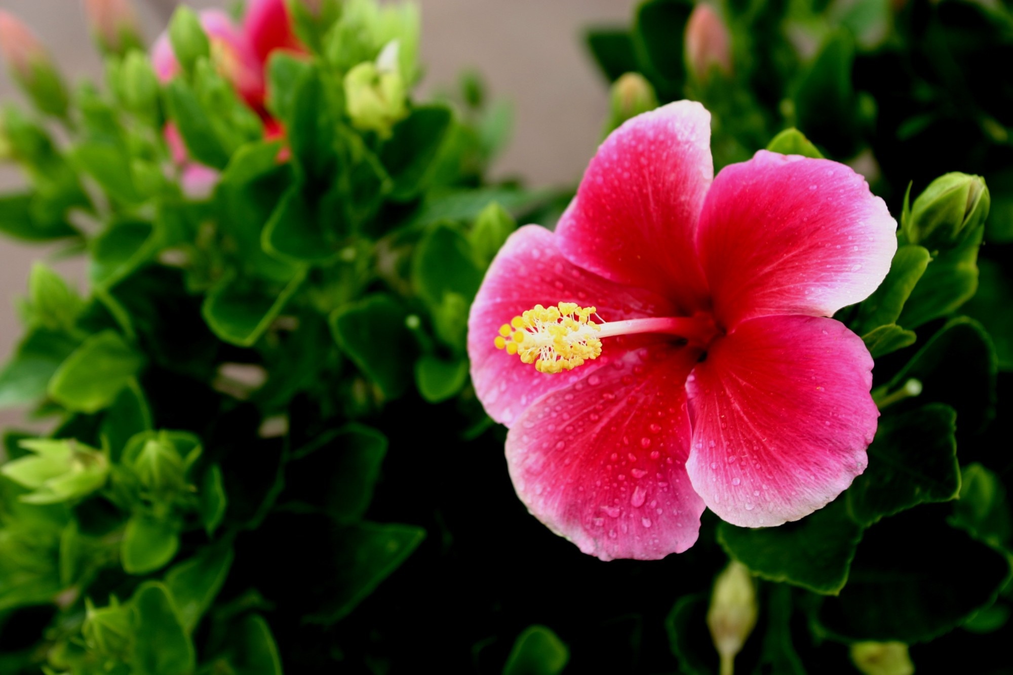 Hawaiian flower, Perfect wedding flowers, Floral beauty, Exquisite arrangements, 2000x1340 HD Desktop