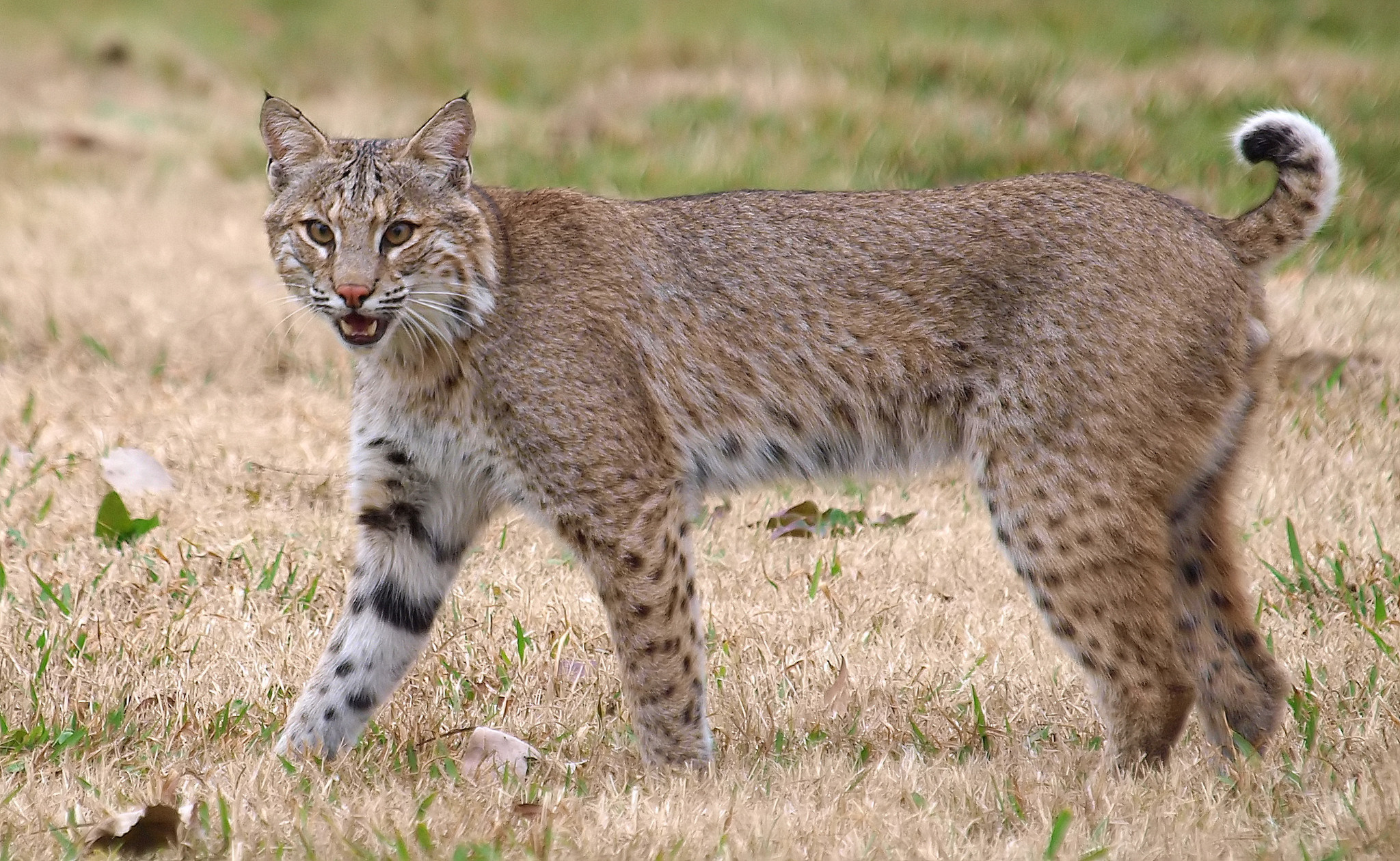 Bobcat species, Rufus lynx, Wildlife observation, Nature documentation, 2050x1260 HD Desktop