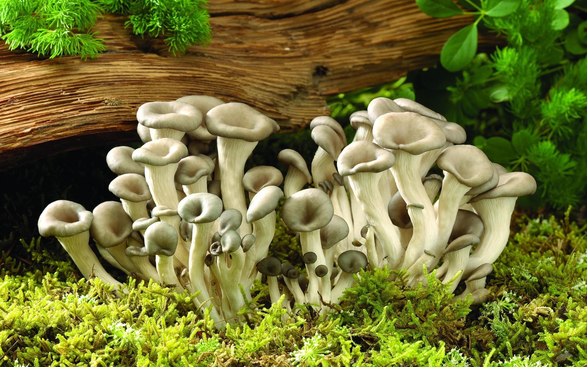 Mushroom wallpaper, Moss-covered log, Oyster mushrooms, Nature's marvels, 1920x1200 HD Desktop