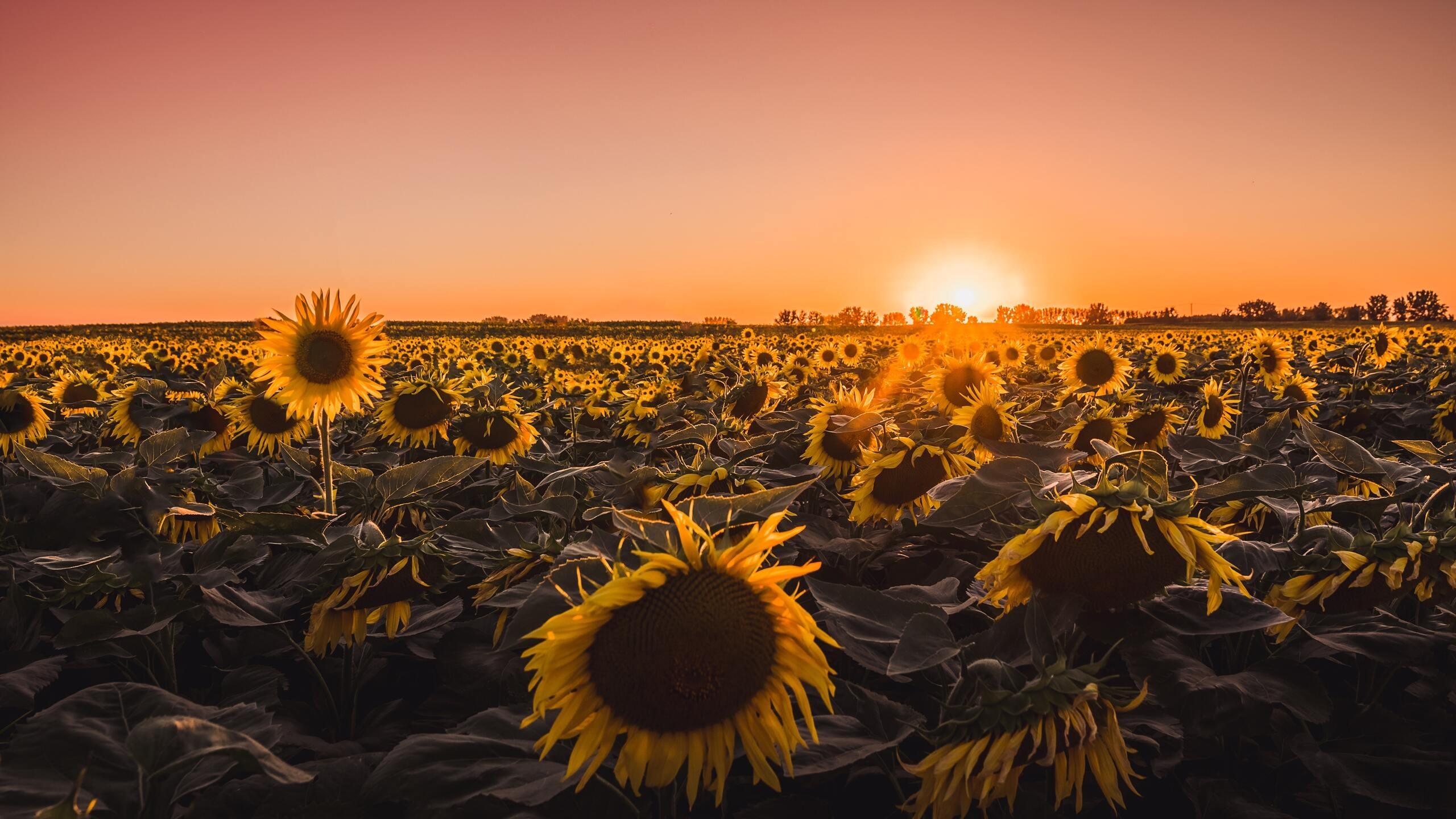 Farm: Sunflowers, Oilseed crops, Agriculture. 2560x1440 HD Background.