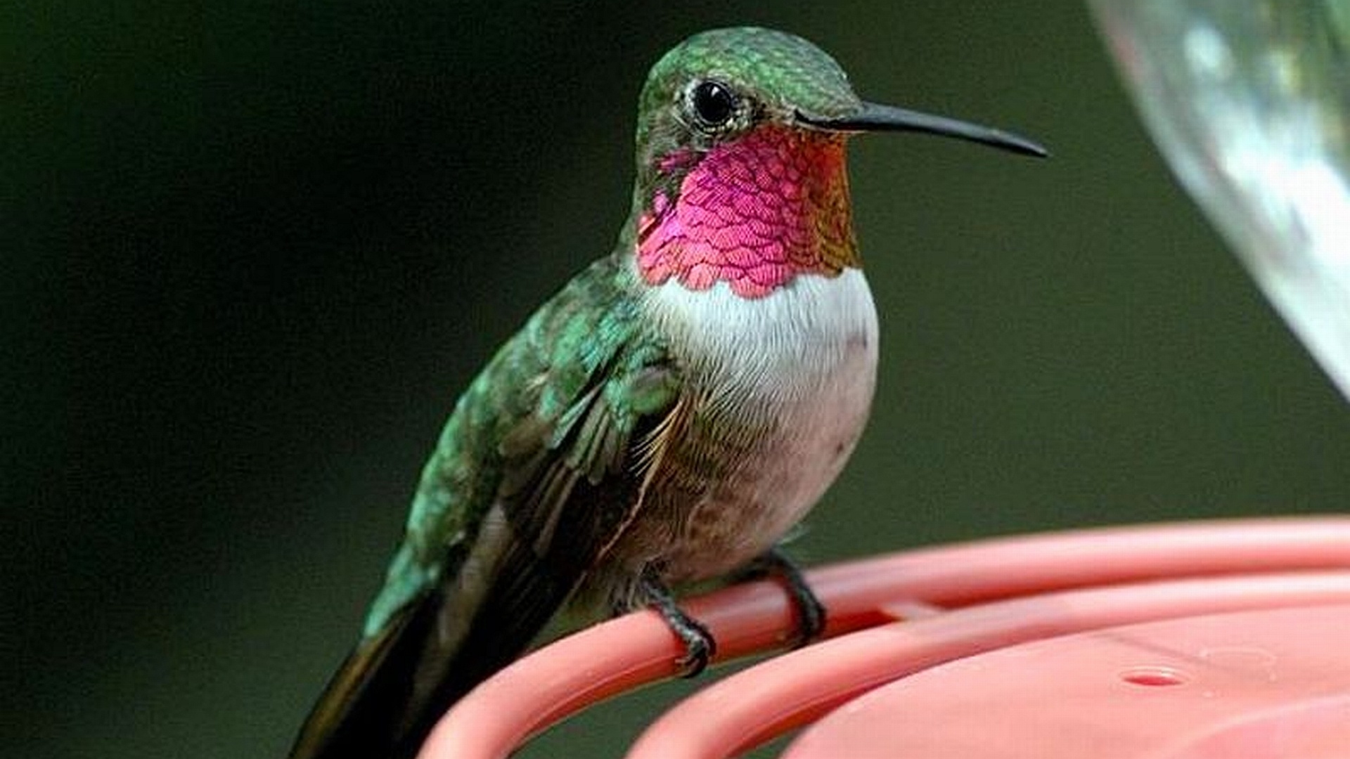 Enchanting hummingbird, Delicate charm, Nature's jewel, Graceful flyer, 1920x1080 Full HD Desktop