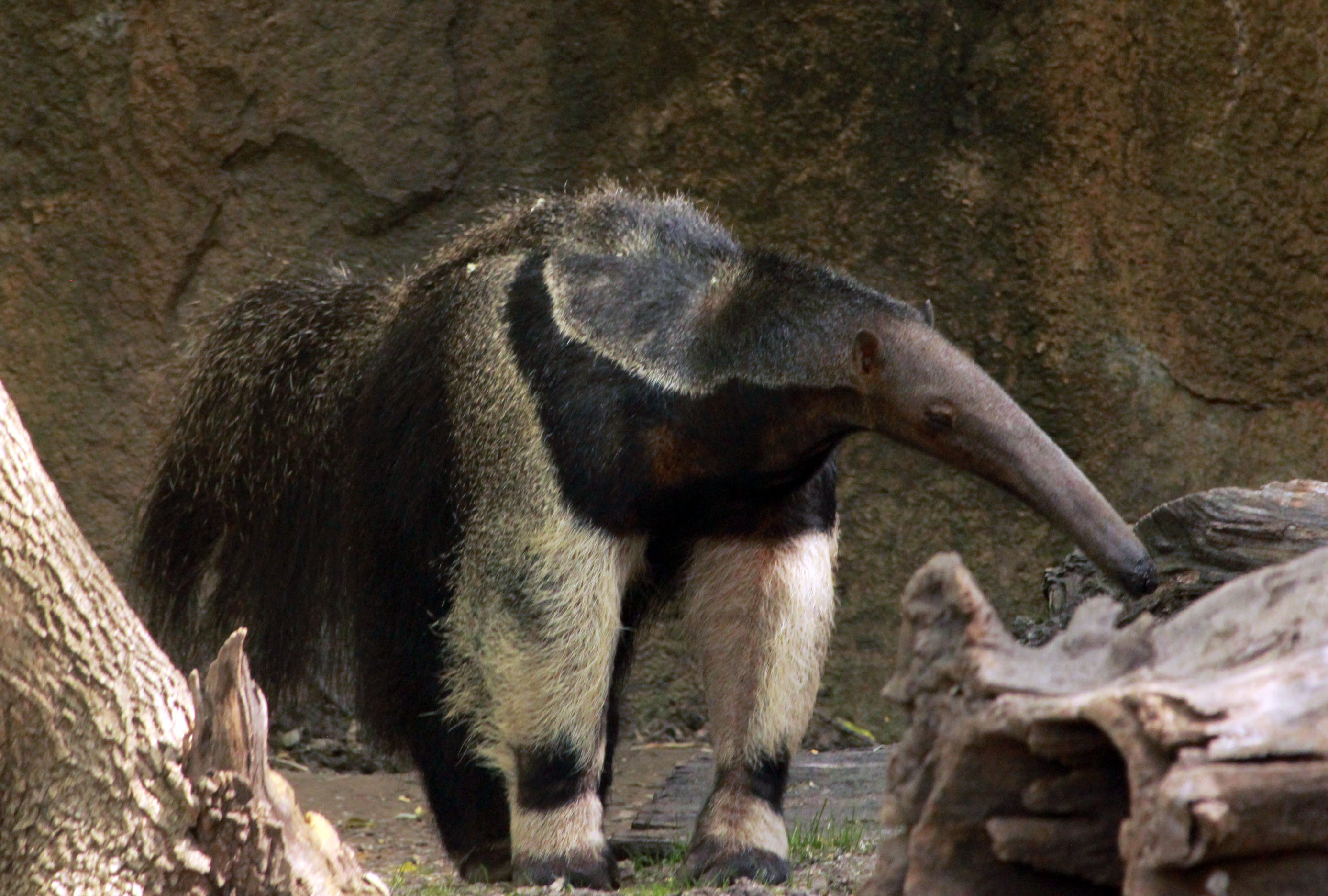 Anteater, Wikimedia commons, Anteater photos, Giant anteater, 2780x1880 HD Desktop