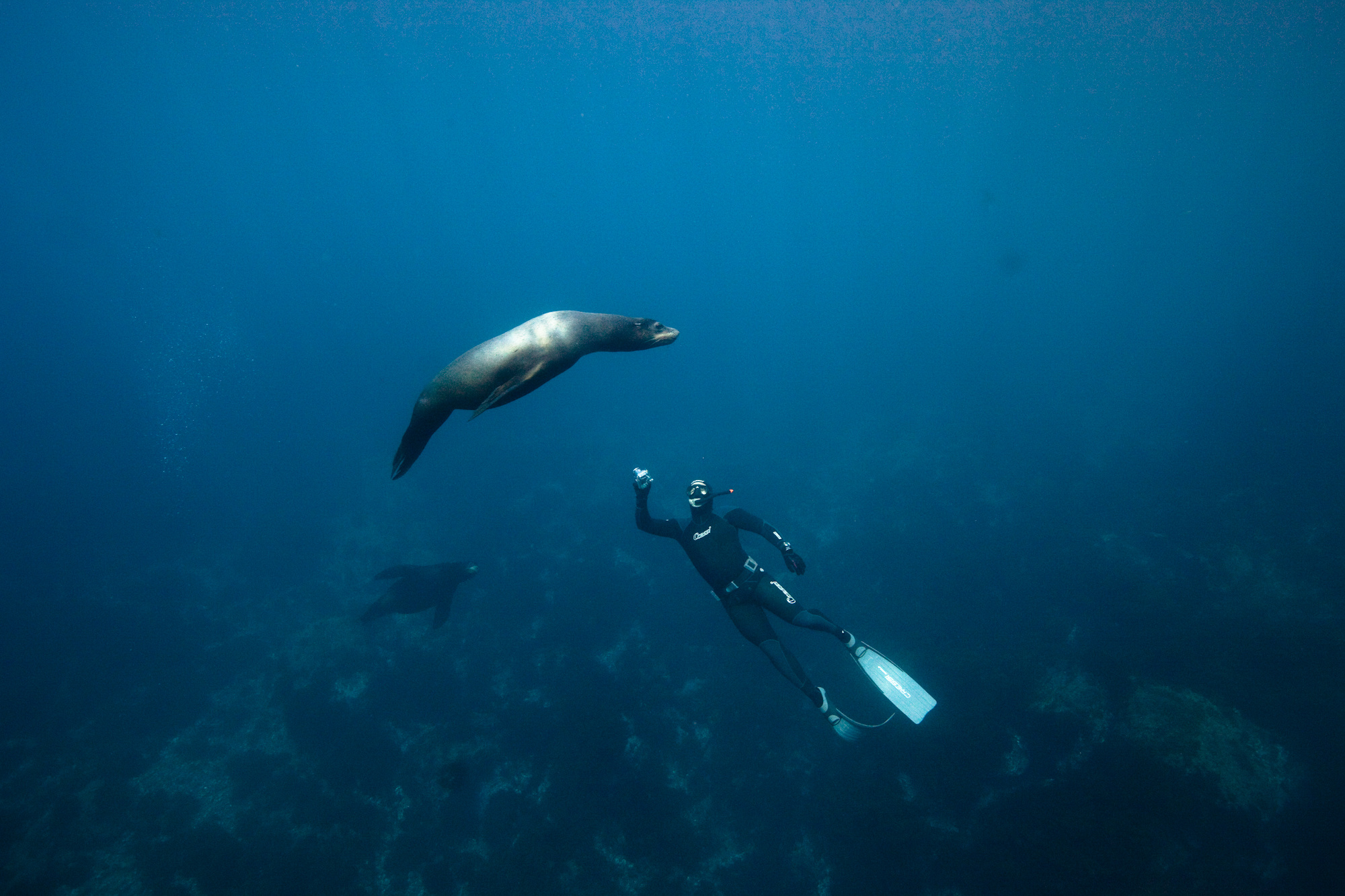 Freediving: A freediver explores the specimens of marine biology. 2000x1340 HD Wallpaper.