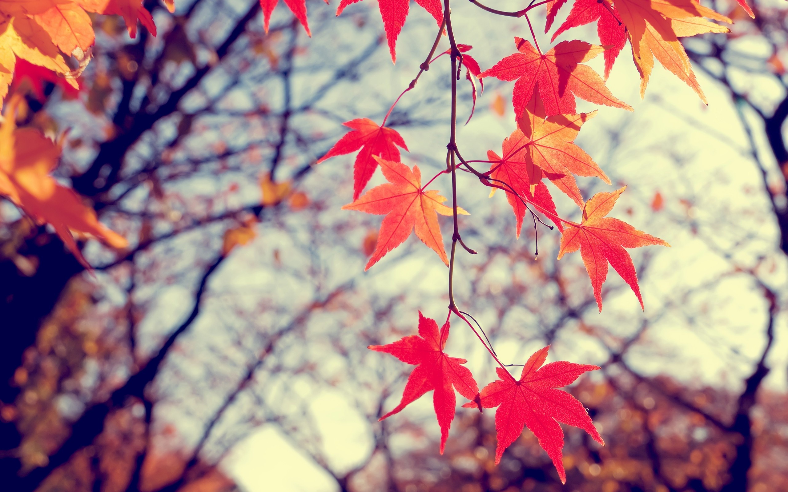 Sunlight leaves nature, Red branch blossom, Autumn, Maple tree, 2560x1600 HD Desktop