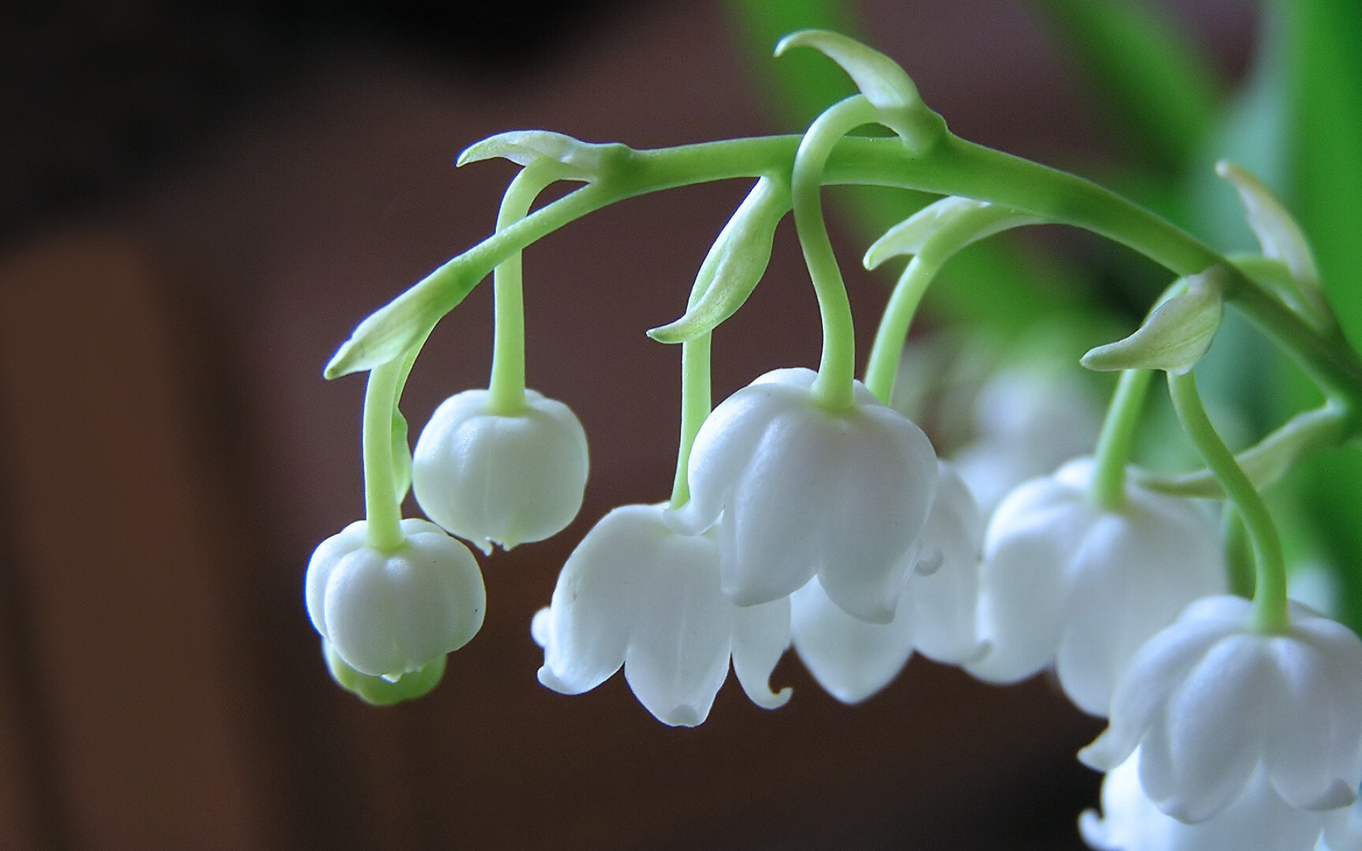 Lily of the Valley: Flowers are white in color and bell-shaped, They grow in a one-sided spike that droops to one side. 1920x1200 HD Wallpaper.