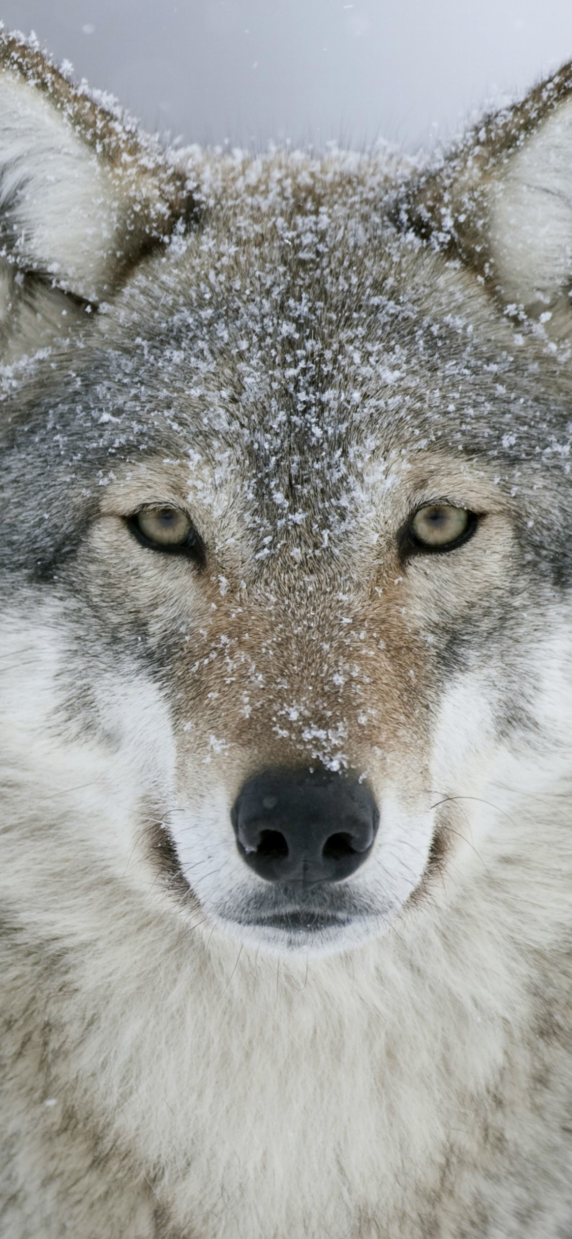 Gray Wolf: A pack hunter, Distributed throughout North America and Eurasia, Terrestrial mammals. 1130x2440 HD Wallpaper.