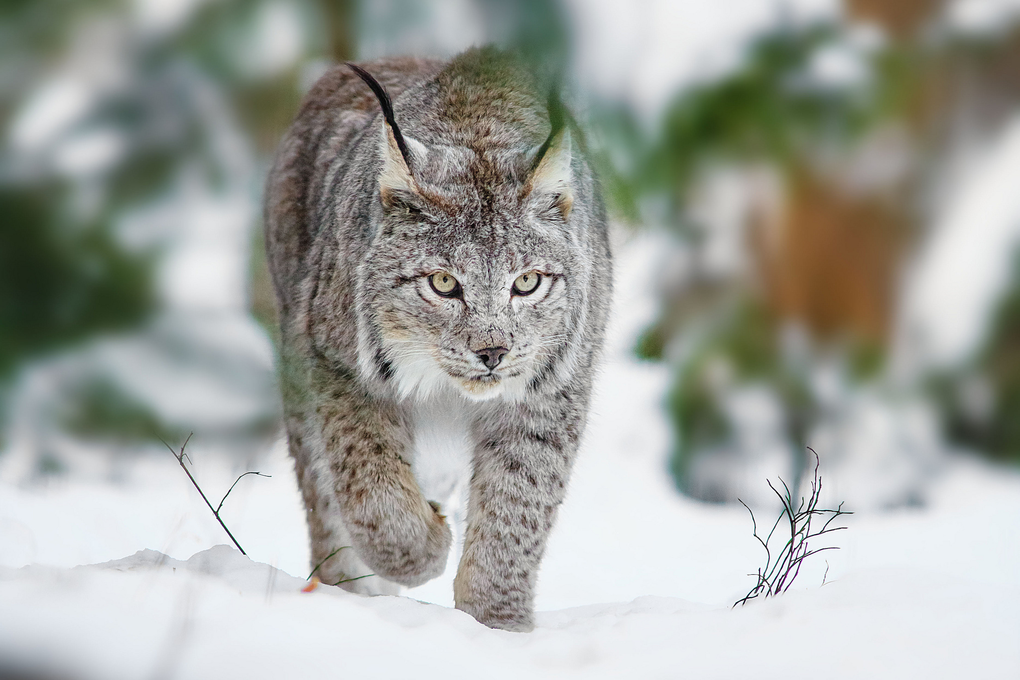 Wild lynx portrait, Mysterious gaze, Forest dweller, Agile hunter, 2050x1370 HD Desktop