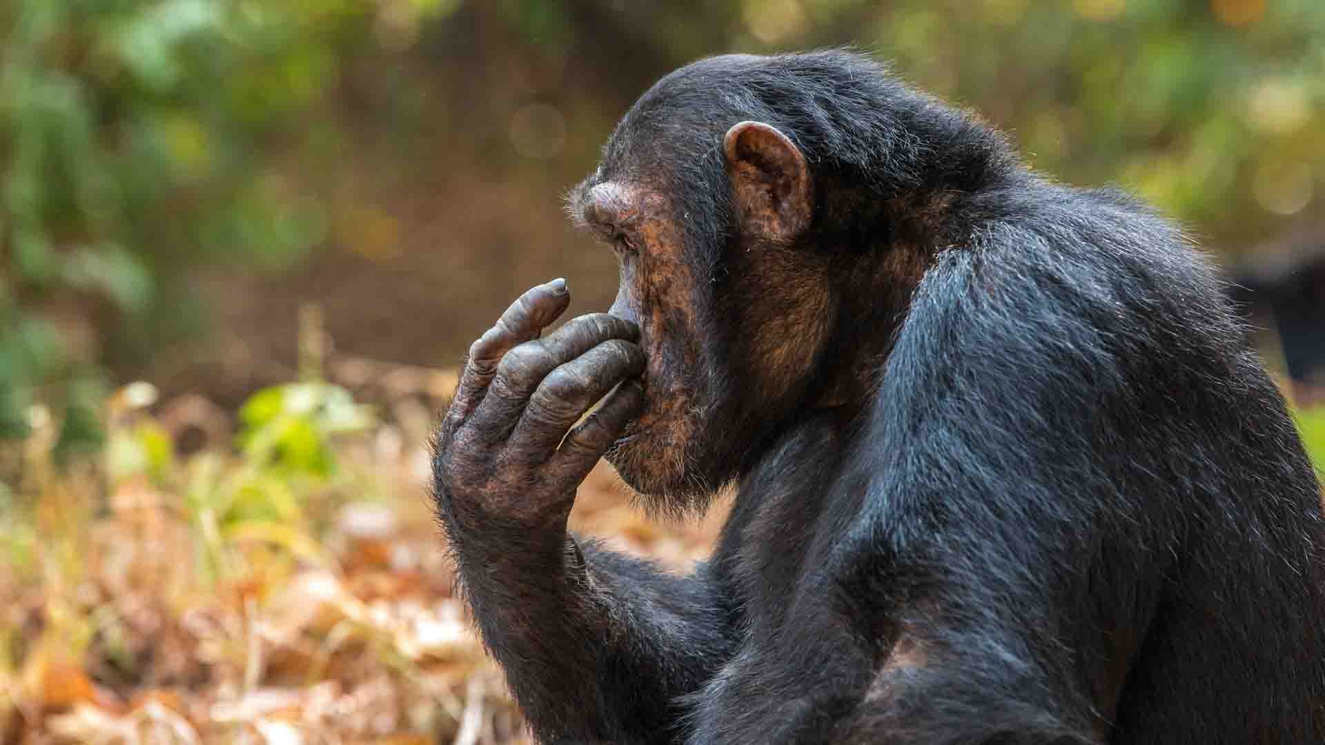 Tanzanian chimpanzee trekking, Safari adventures, 1920x1080 Full HD Desktop