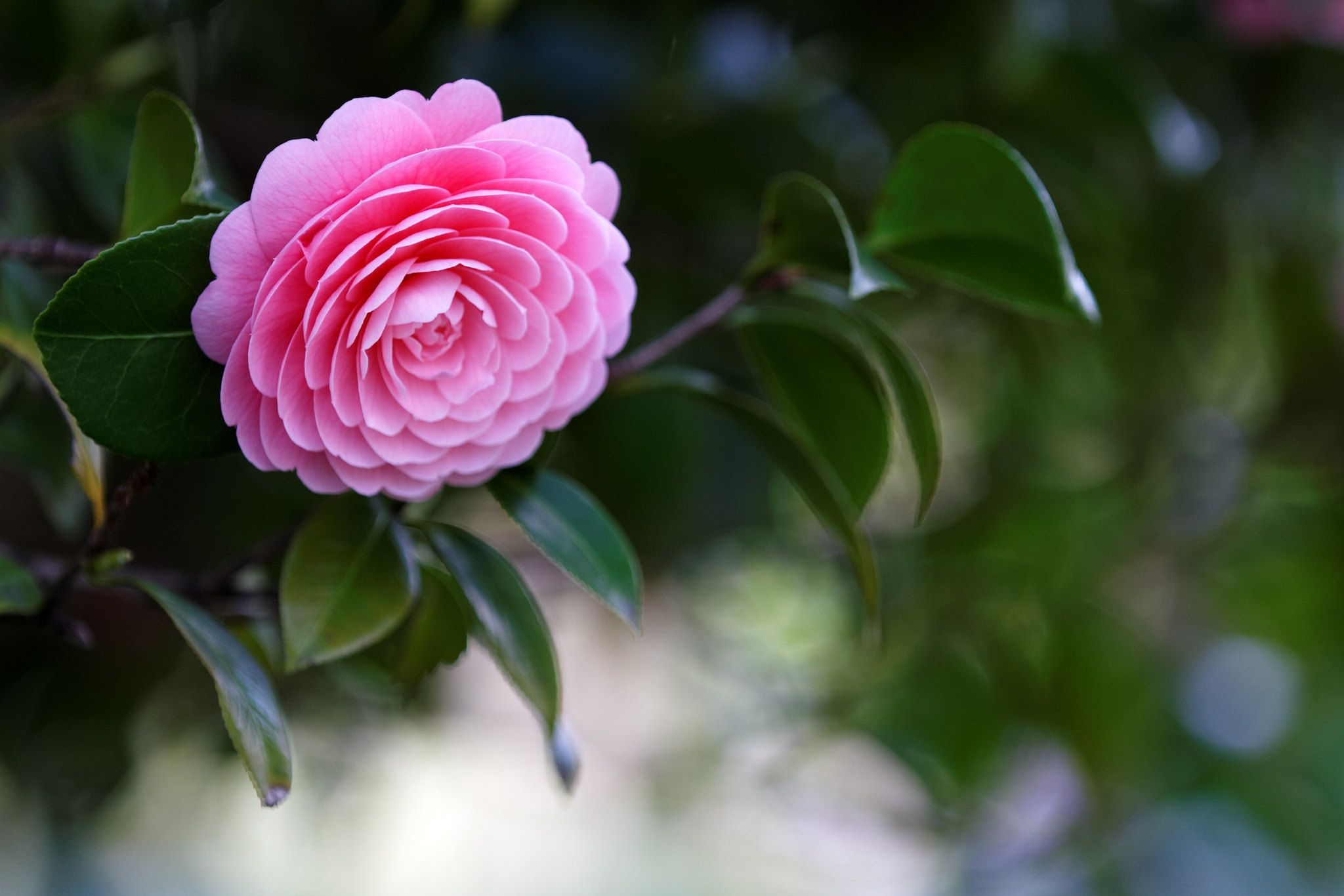Camellias, Floral wonders, Nature's gift, Blooming beauty, 2050x1370 HD Desktop