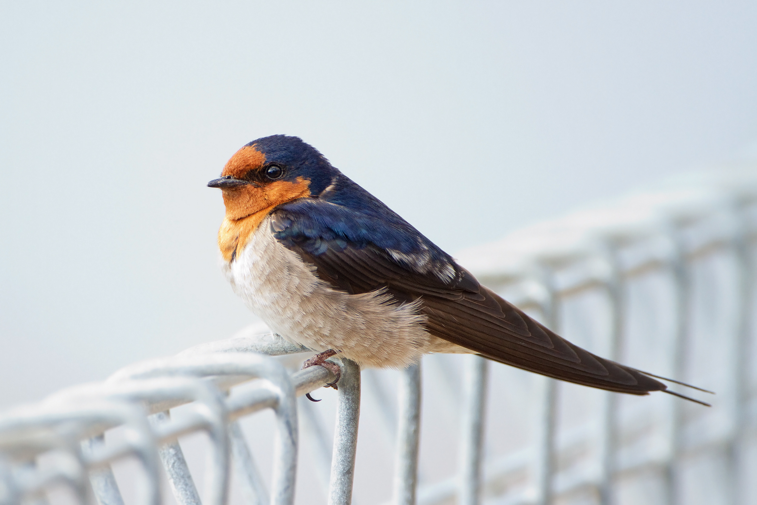 Swallow, Charming bird species, Vibrant plumage, Nature's wonders, 2500x1670 HD Desktop