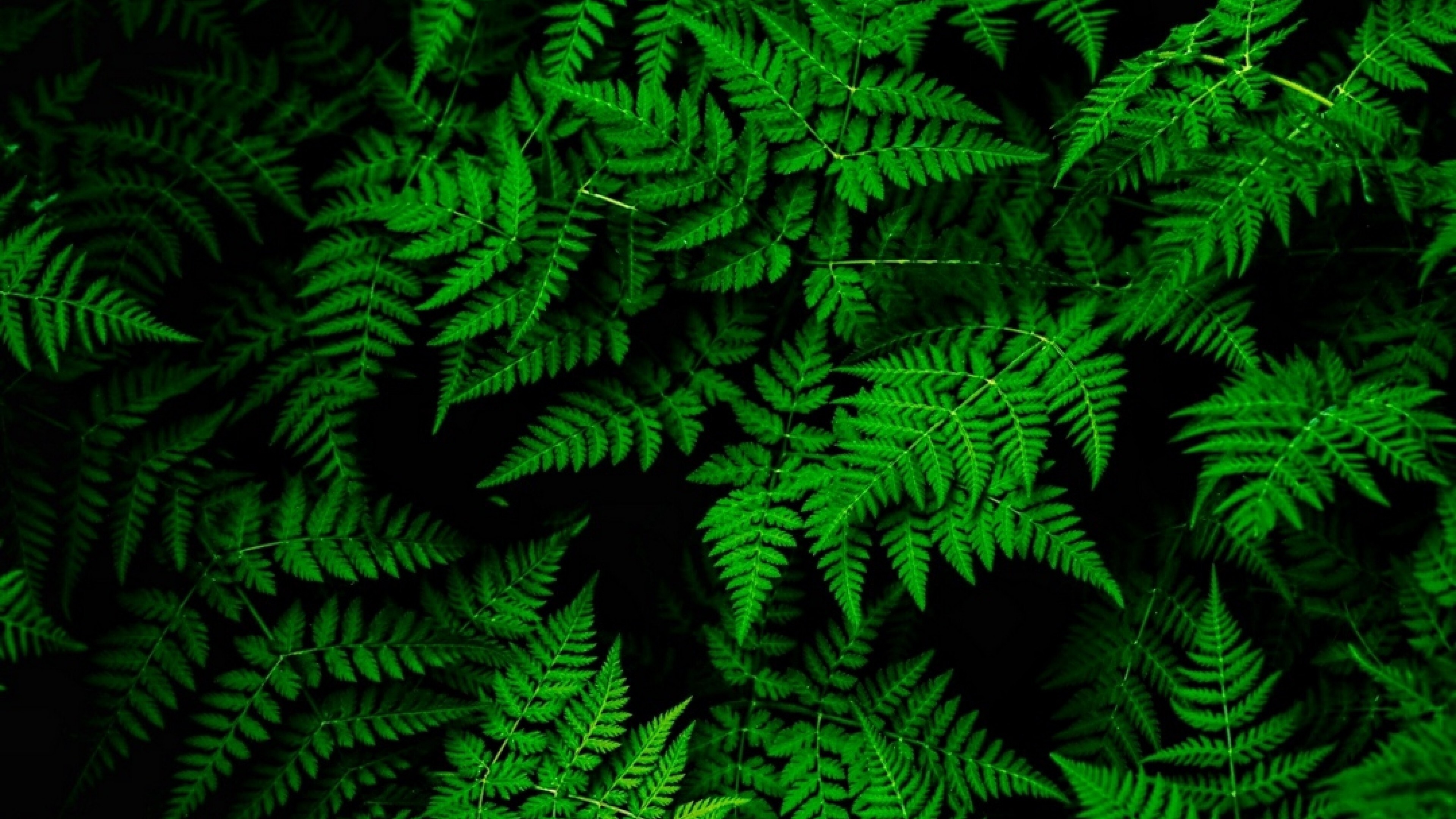 Go Green: Fern plant leaves, Natural landscape, Untouched beauty of nature. 3840x2160 4K Background.